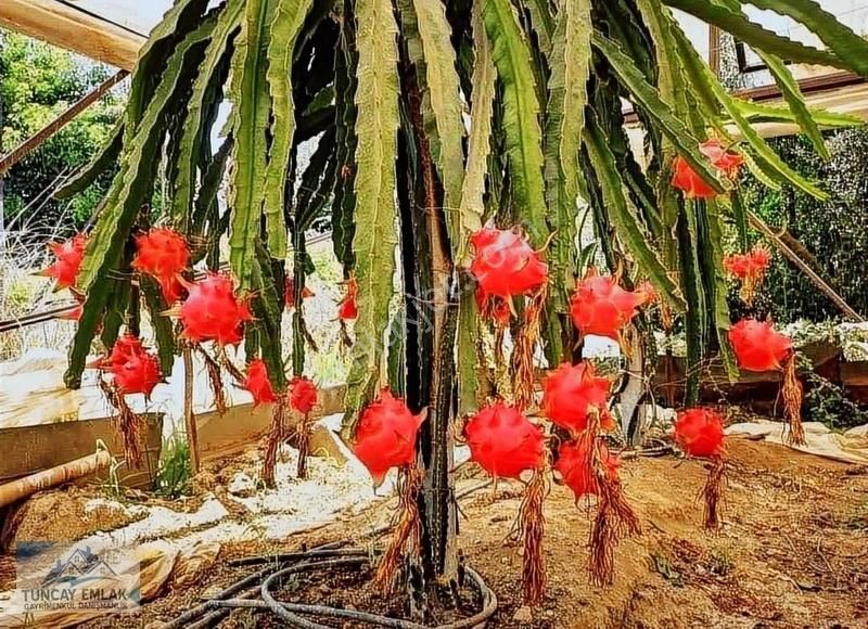 Devren Kiralık Ejder Meyvesi Sera Bahcesi 3200 Metre İçinde - Görsel 6