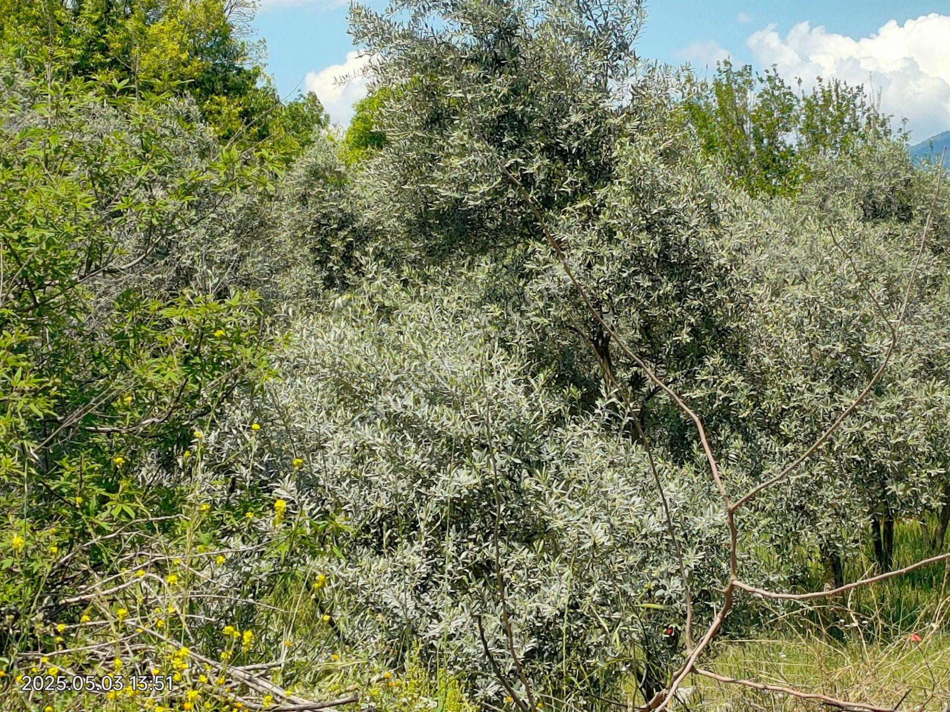 Pirlibey Mahallesinde Satılık Zeytinlik