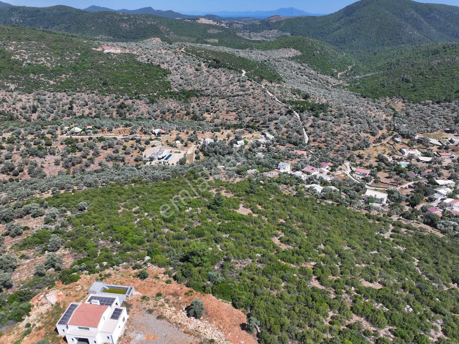 Kızılağaç'ta Satılık 18 Dönüm Zeytinli Tarla - Görsel 3