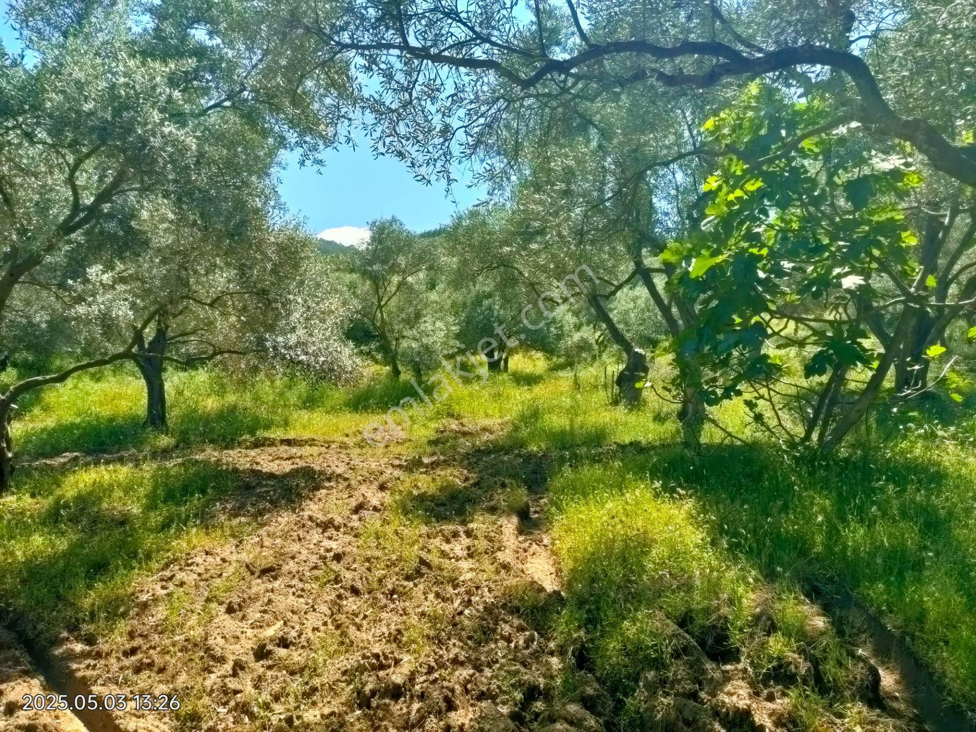 Pirlibey Mahallesinde Satılık Zeytinlik - Görsel 24