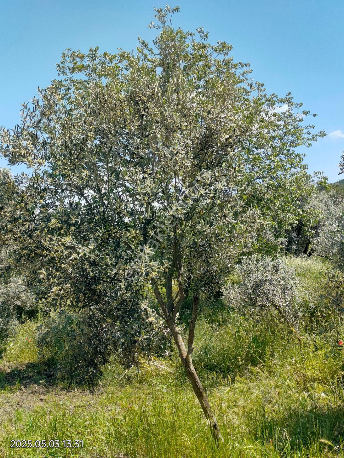 Pirlibey Mahallesinde Satılık Zeytinlik - Görsel 4
