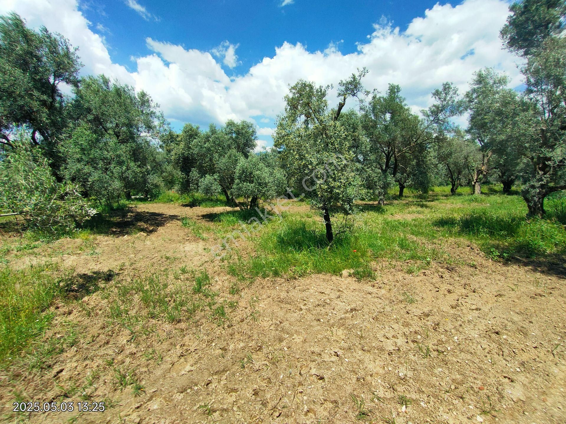 Pirlibey Mahallesinde Satılık Zeytinlik - Görsel 30