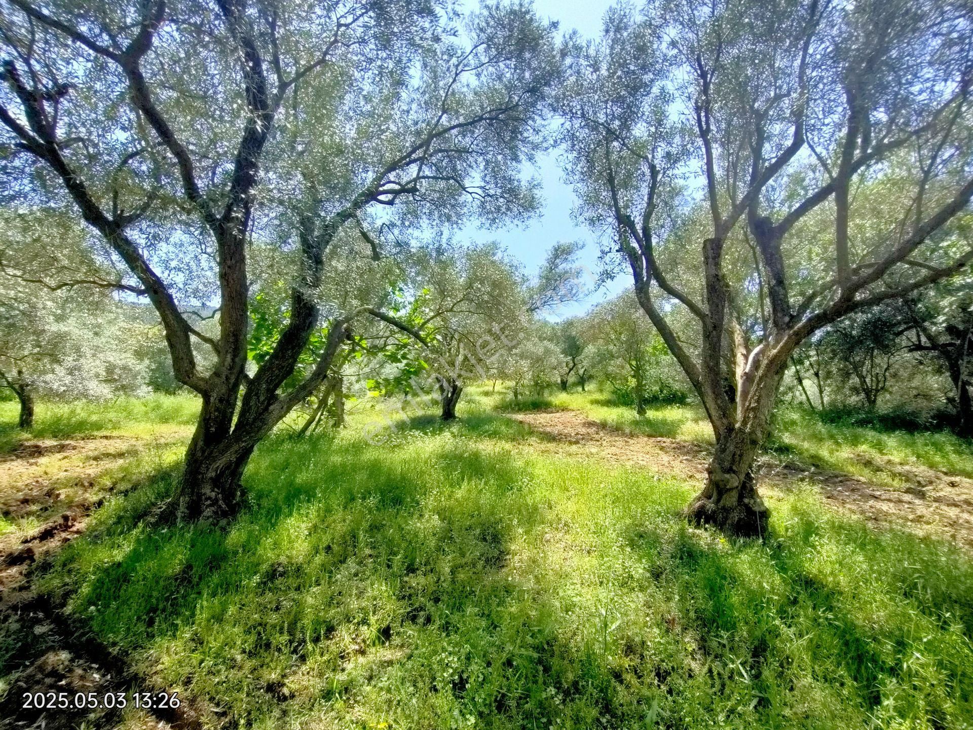 Pirlibey Mahallesinde Satılık Zeytinlik - Görsel 23
