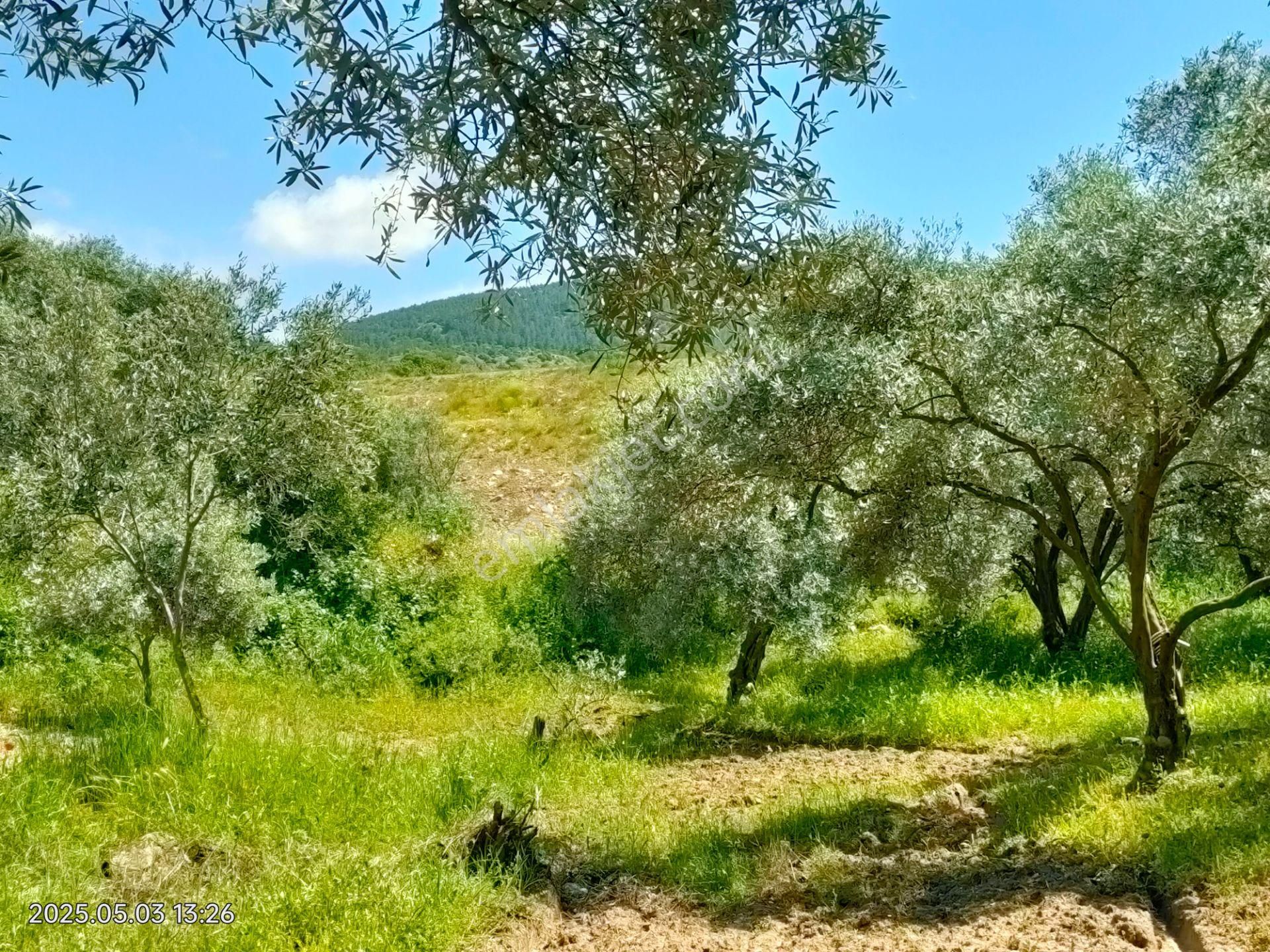 Pirlibey Mahallesinde Satılık Zeytinlik - Görsel 28