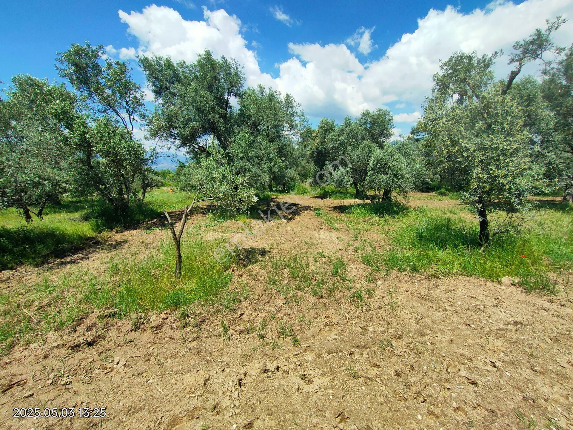 Pirlibey Mahallesinde Satılık Zeytinlik - Görsel 33