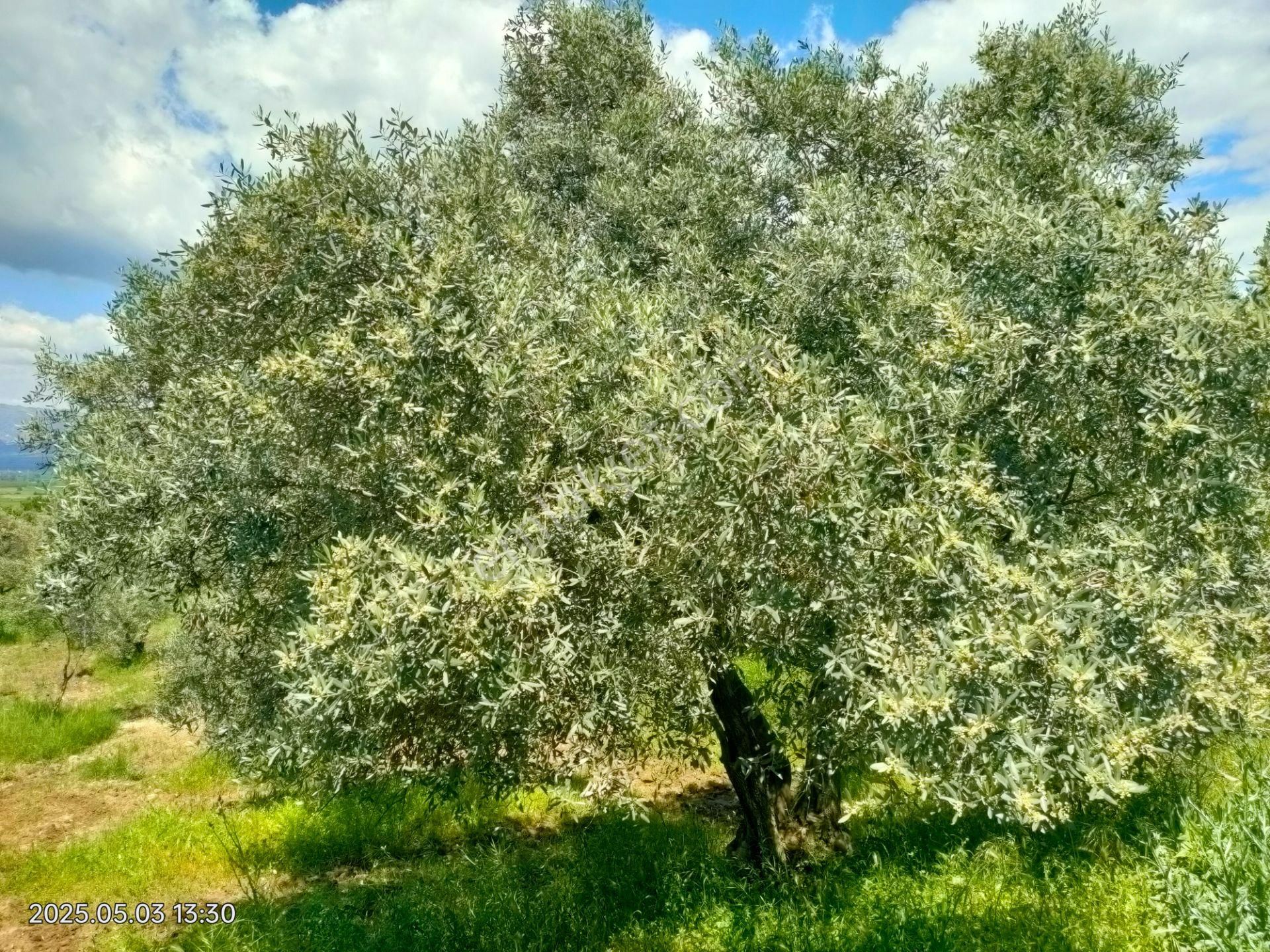 Pirlibey Mahallesinde Satılık Zeytinlik - Görsel 25