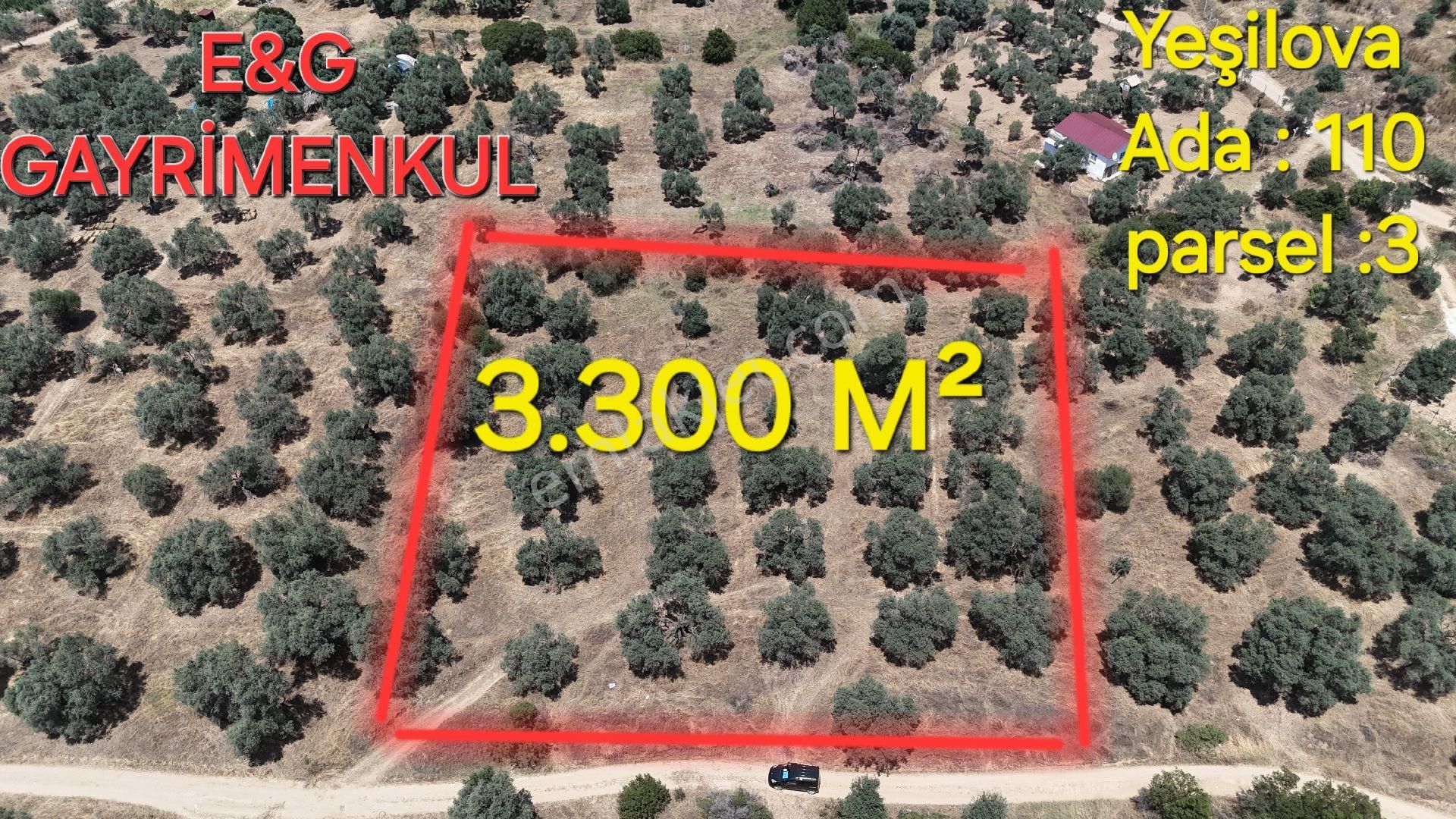 35 Ağaçlı Verimli Zeytinlik