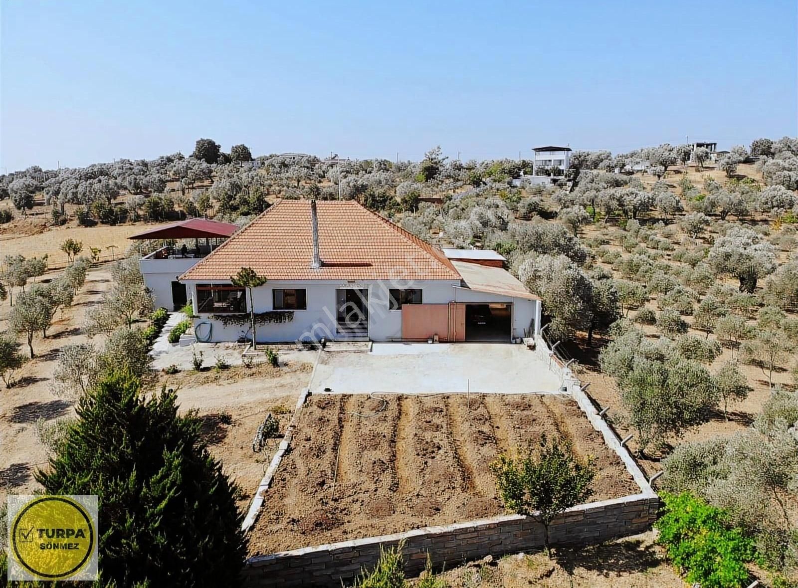 Akçaköy' De; 8 Dönüm - Satılık Havuzlu Malikhane Ve Zeytinlik - Görsel 23