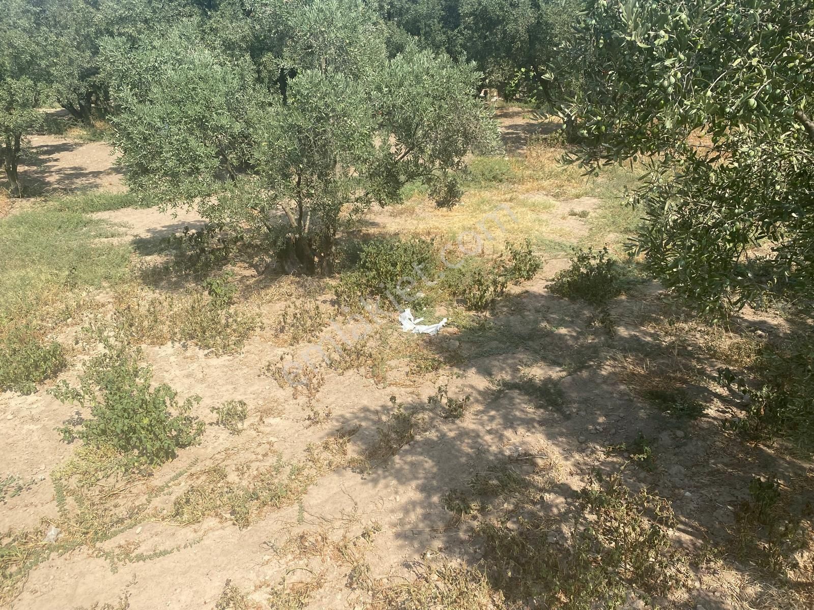 Erdek Düzlerde Köy Yakını Satılık Zeytinlik - Görsel 2
