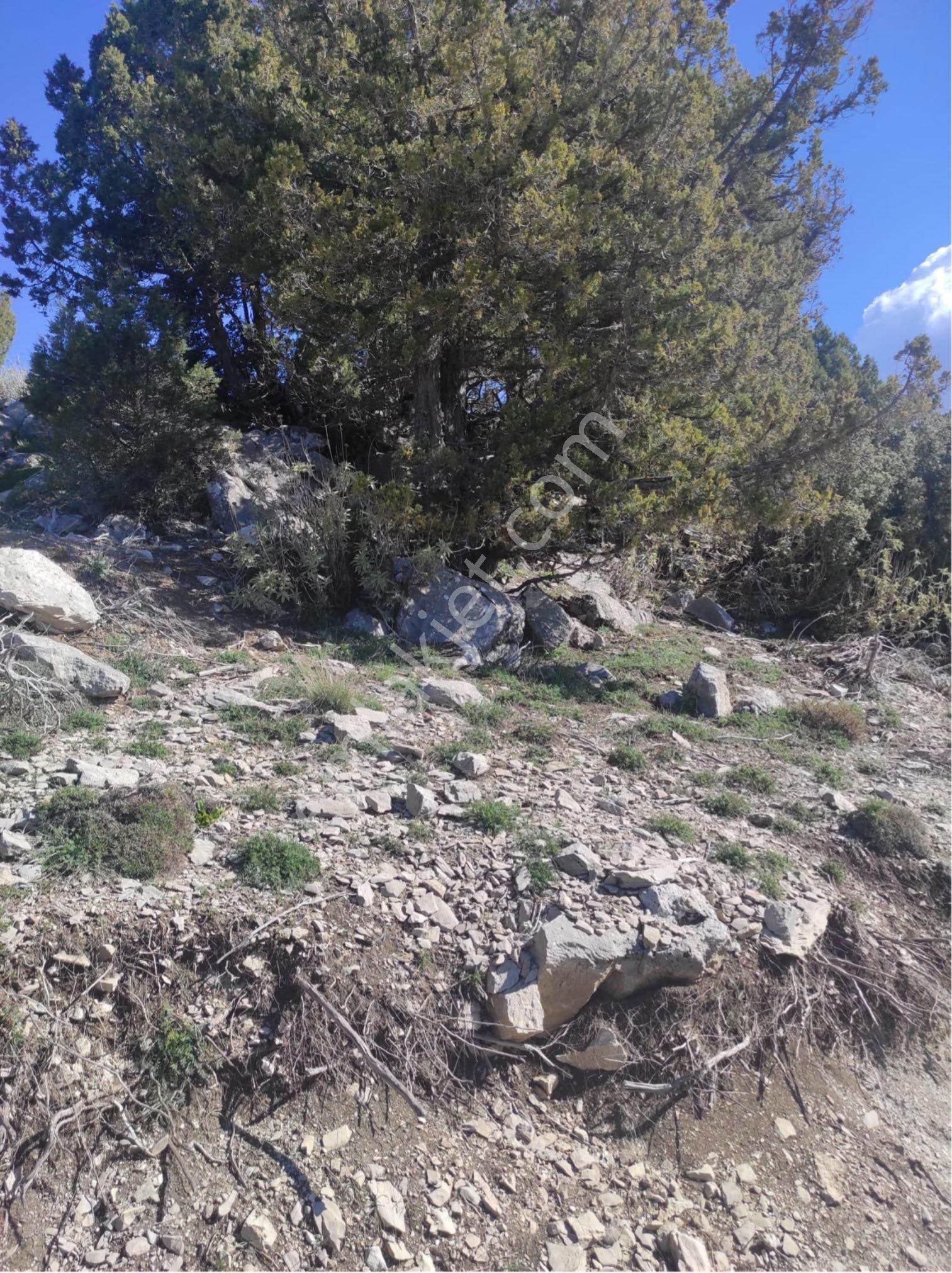 Müstakil Tapulu - Karagöl Yaylasında Ev Yapımına Uygun Arsa - Görsel 2