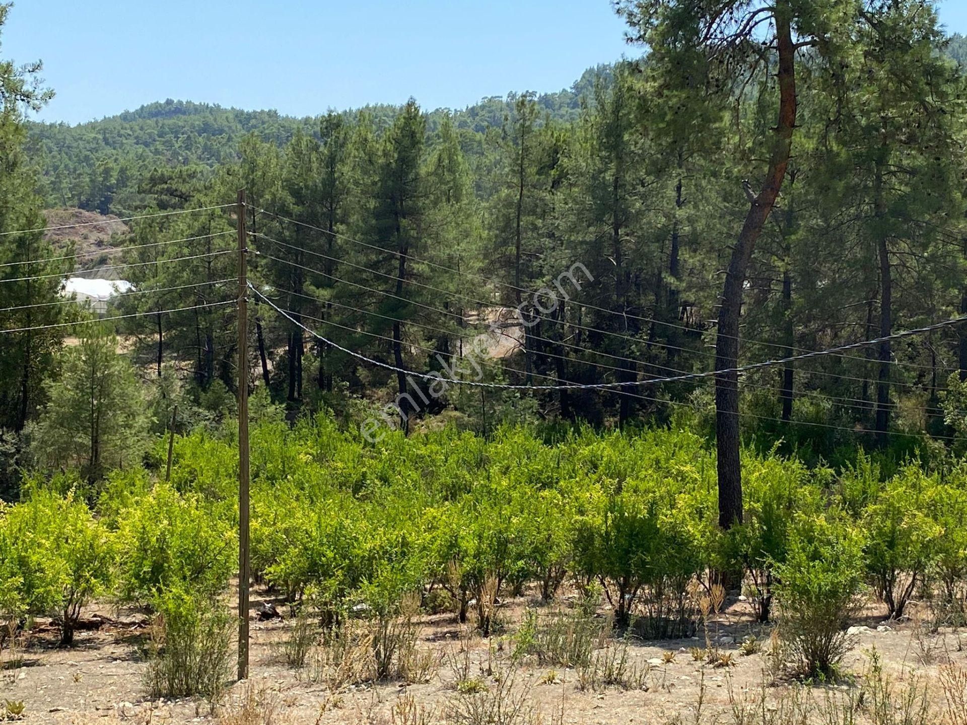 Antalya Kaş Çeşme Satılık Nar Bahçesi Ve Kargir Ev - Görsel 3