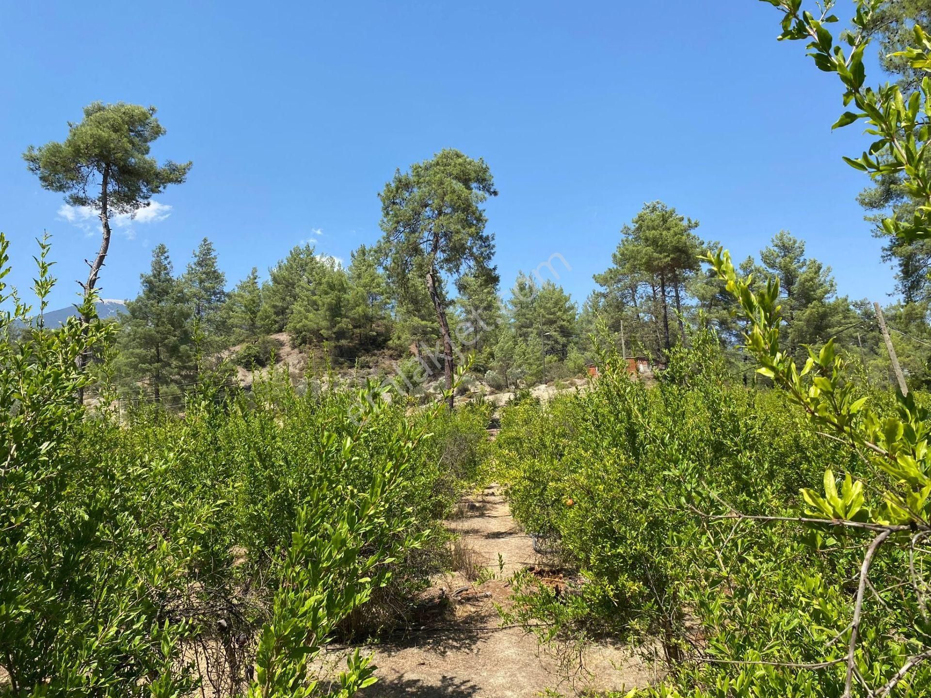 Antalya Kaş Çeşme Satılık Nar Bahçesi Ve Kargir Ev - Görsel 7