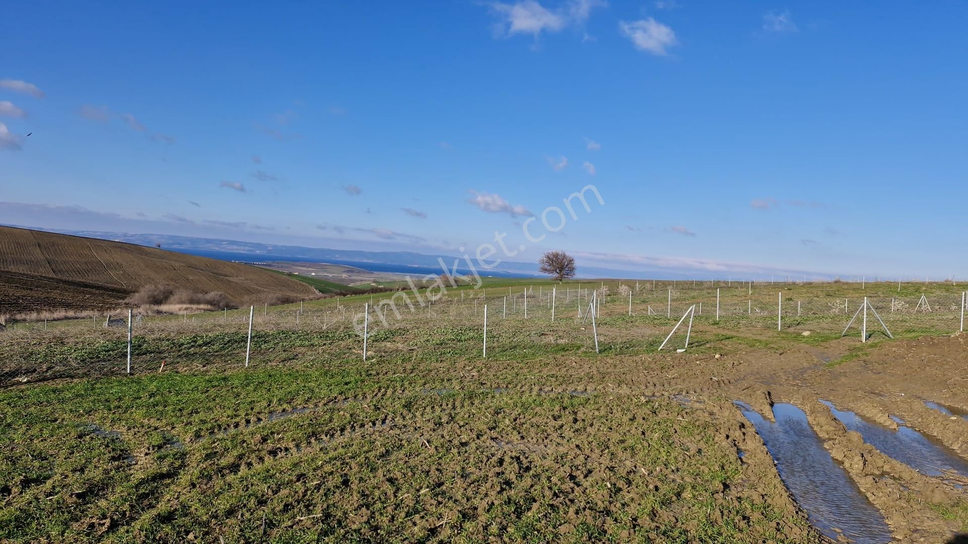 Çanakkale Gelibolu Güneyli'de Deniz Manzaralı Fırsat Satılık Tarla