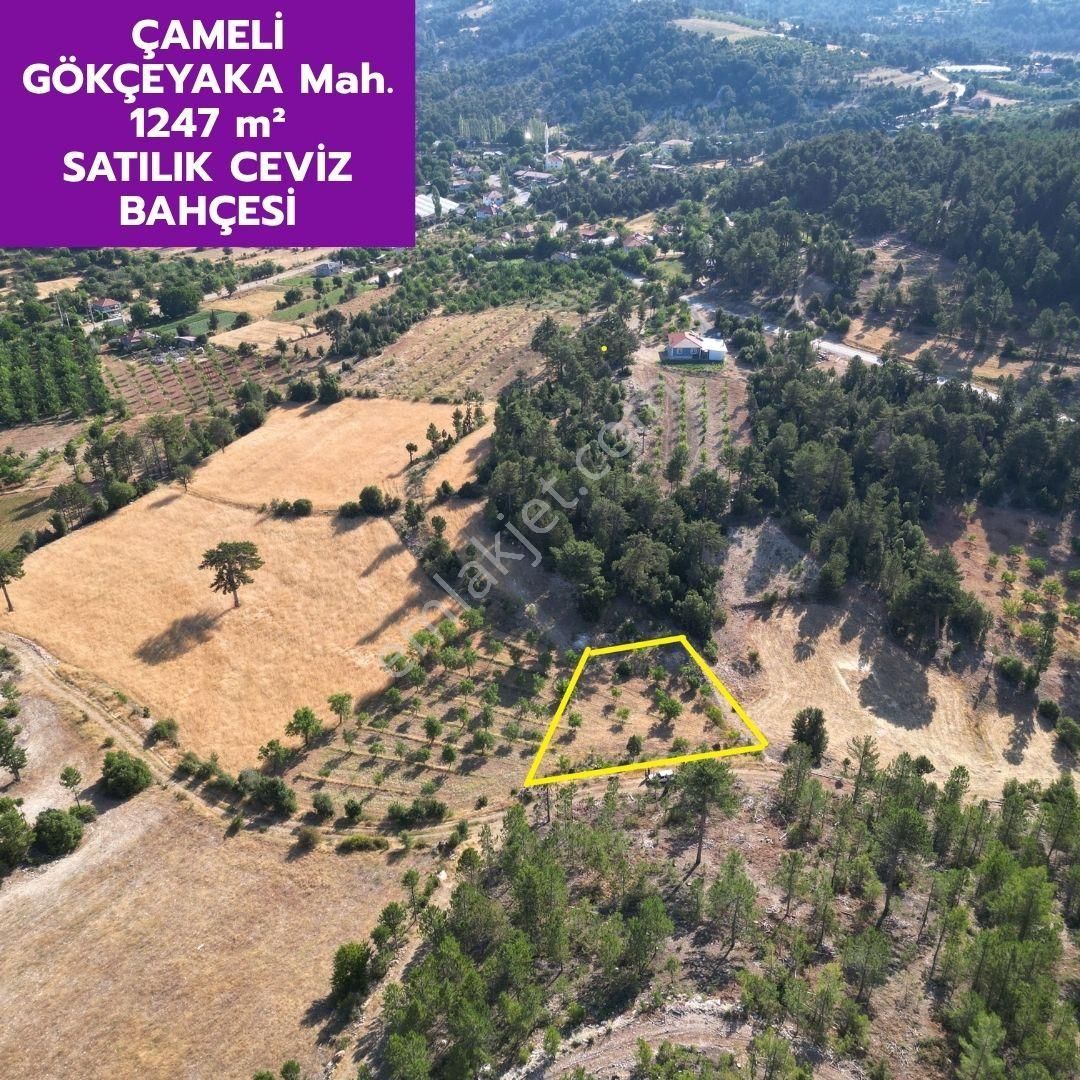 🦋çameli Gökçeyaka'da 1247 M² Yatırımlık Ceviz Bahçemiz Satılıktır.🦋