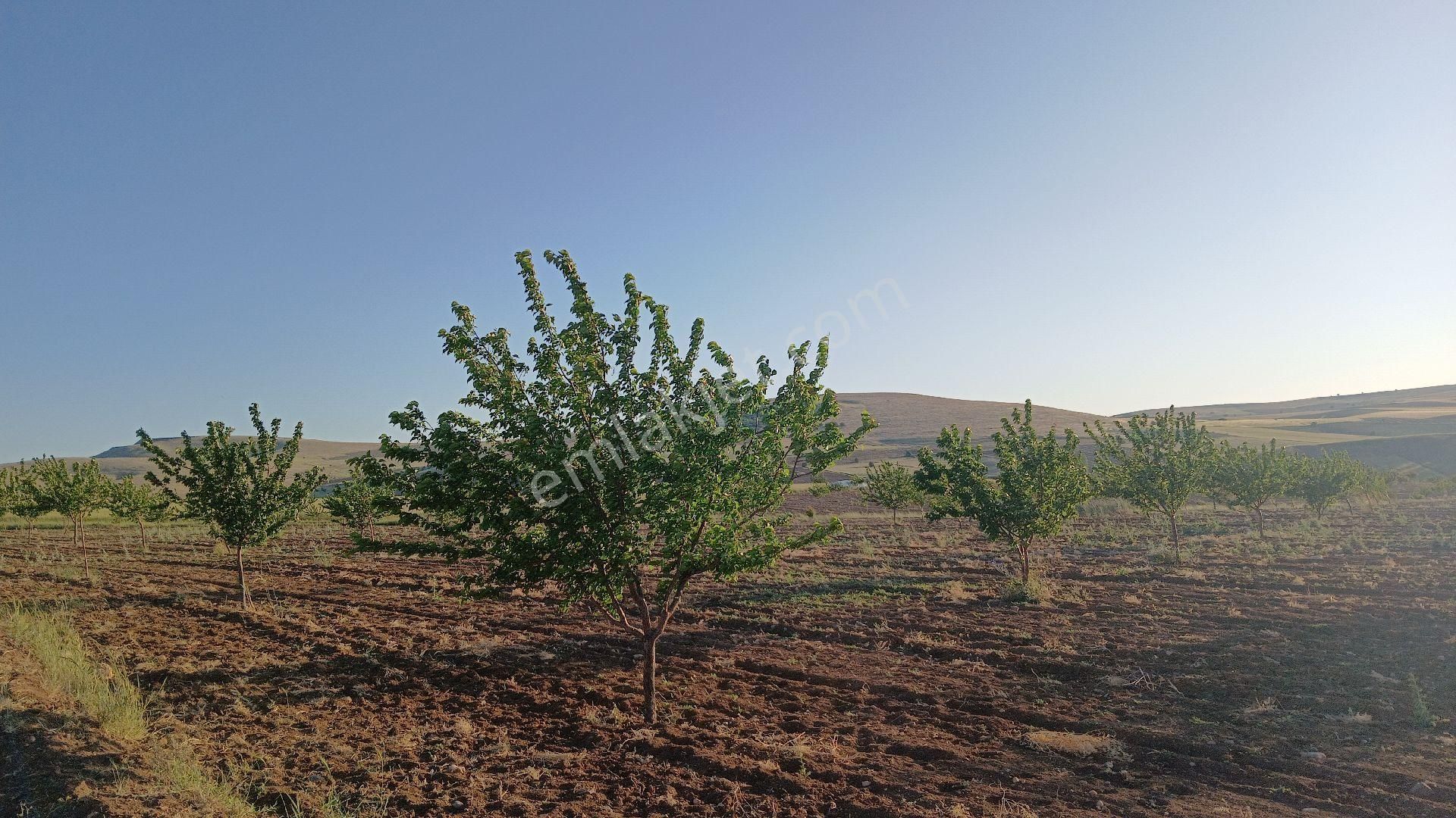 Satılık Kayısı Bahçesi