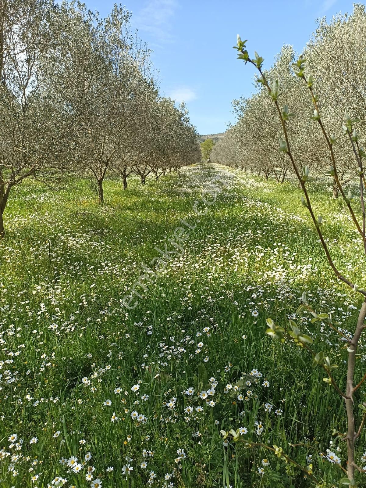 Bal Gayrimenkul- Çatalcada Yol Üzerinde Muhteşem 14 Dönüm Bahçe - Görsel 3