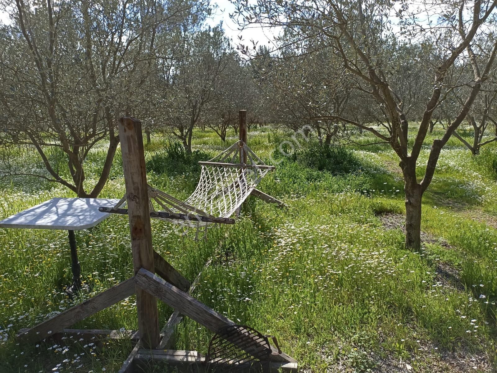 Bal Gayrimenkul- Çatalcada Yol Üzerinde Muhteşem 14 Dönüm Bahçe - Görsel 33