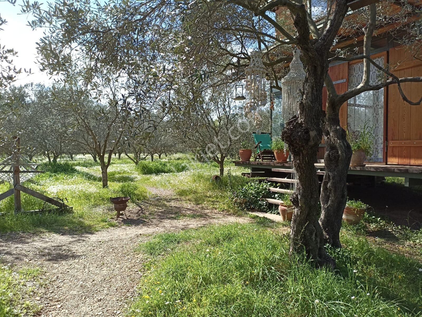 Bal Gayrimenkul- Çatalcada Yol Üzerinde Muhteşem 14 Dönüm Bahçe - Görsel 21