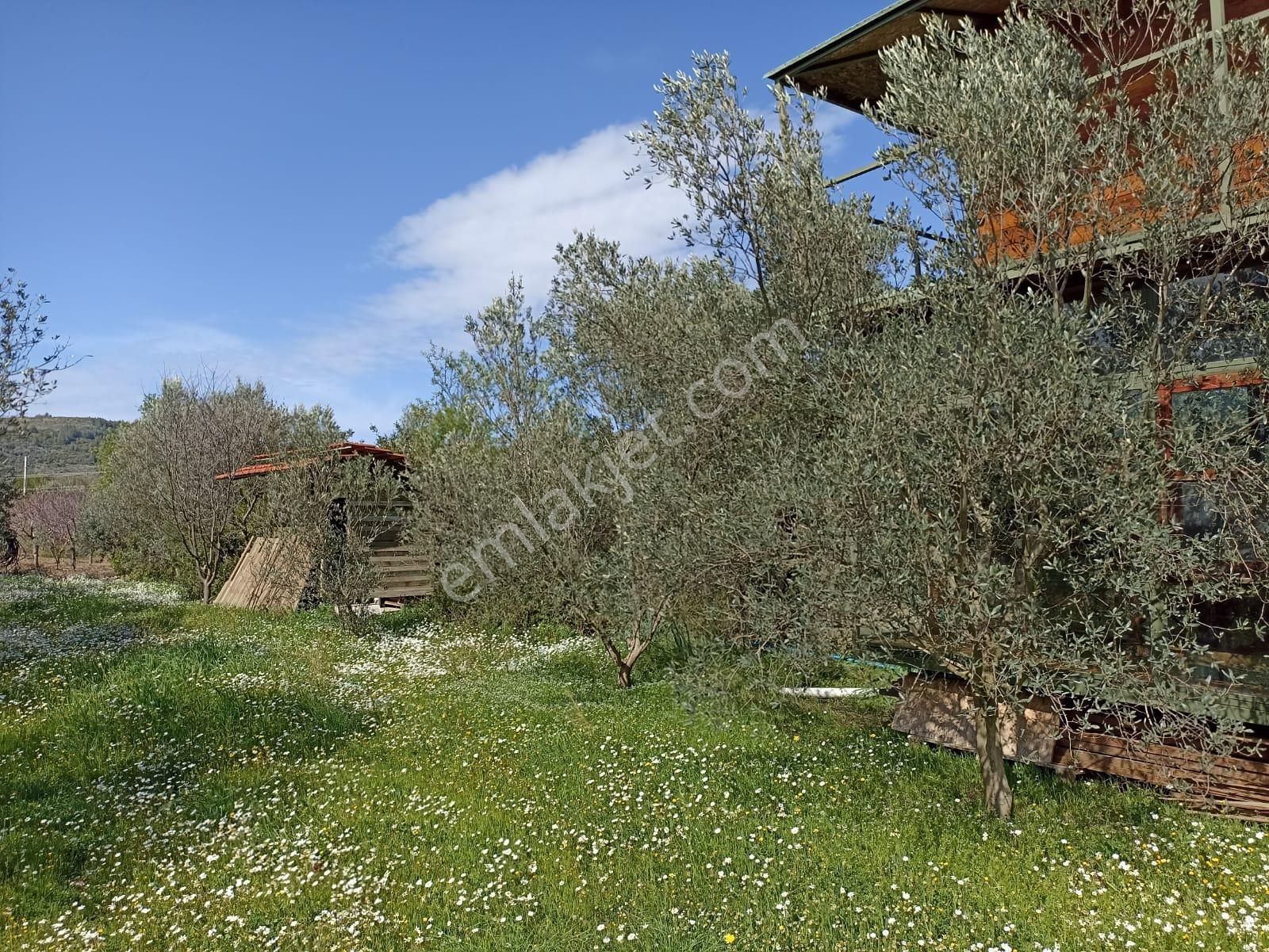 Bal Gayrimenkul- Çatalcada Yol Üzerinde Muhteşem 14 Dönüm Bahçe - Görsel 22