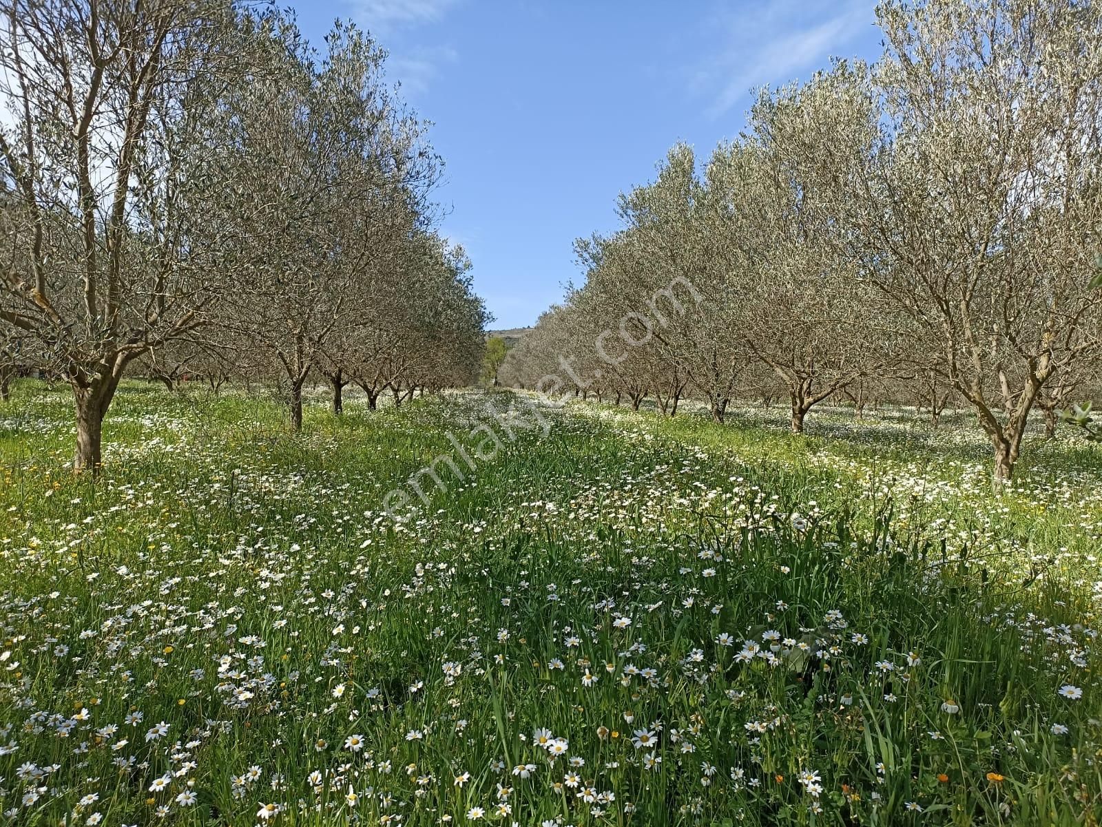 Bal Gayrimenkul- Çatalcada Yol Üzerinde Muhteşem 14 Dönüm Bahçe - Görsel 5