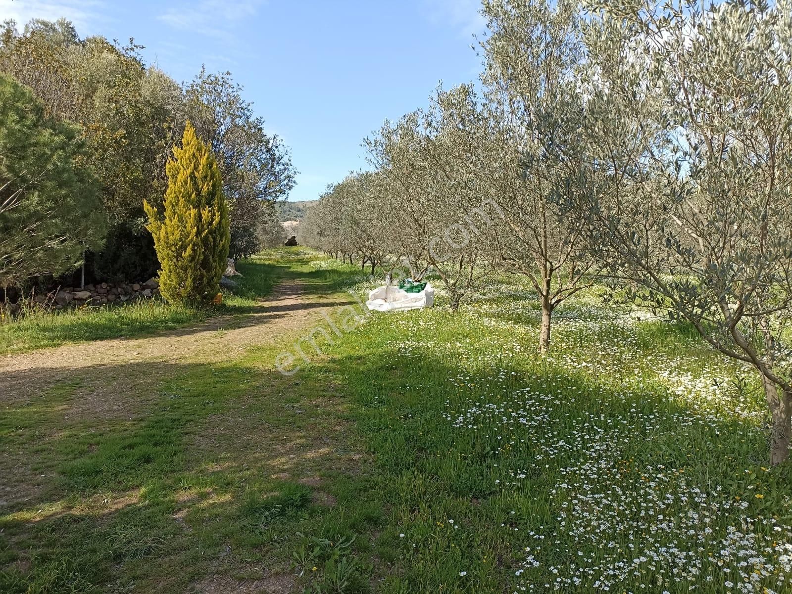 Bal Gayrimenkul- Çatalcada Yol Üzerinde Muhteşem 14 Dönüm Bahçe