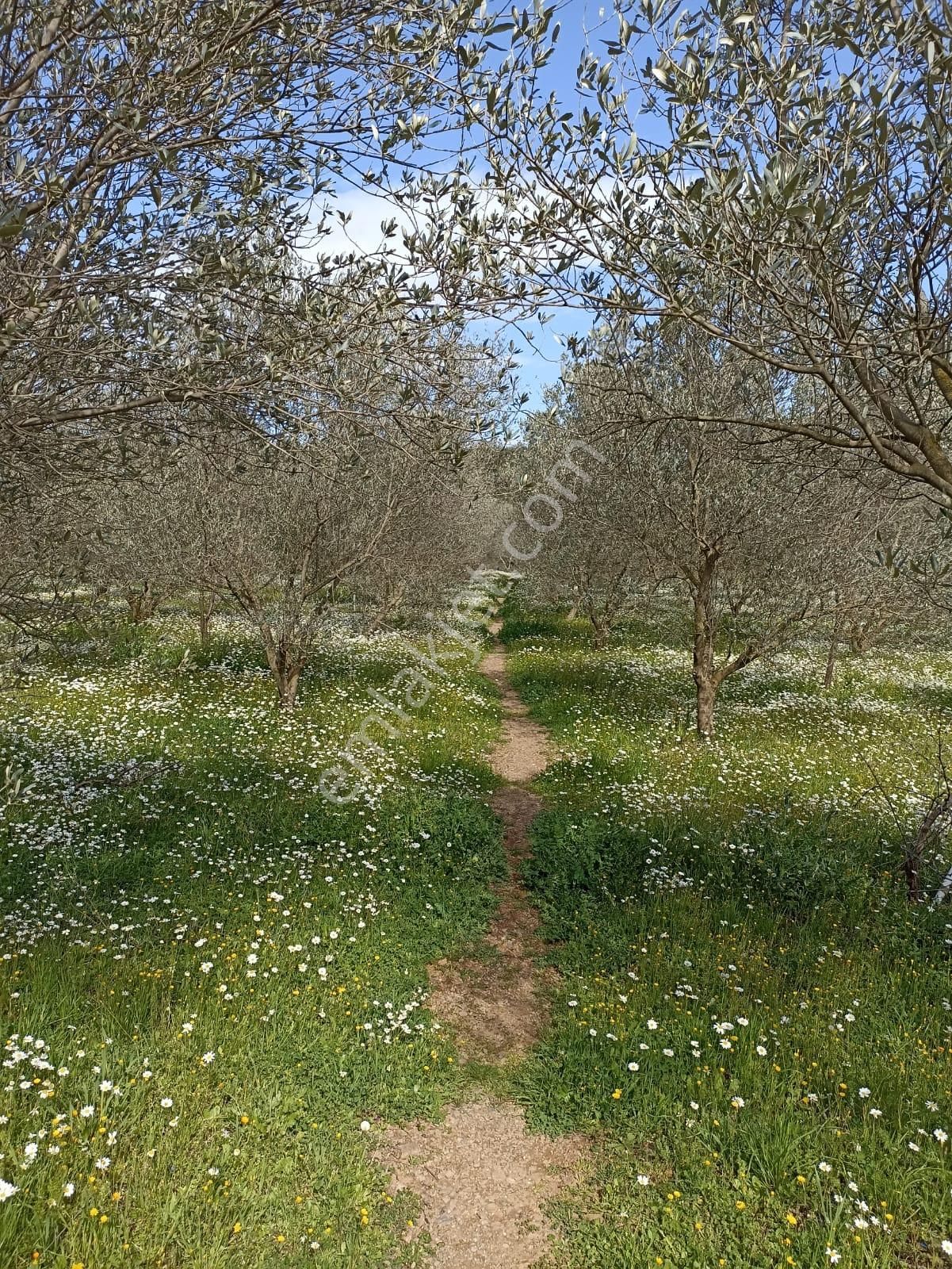 Bal Gayrimenkul- Çatalcada Yol Üzerinde Muhteşem 14 Dönüm Bahçe - Görsel 2