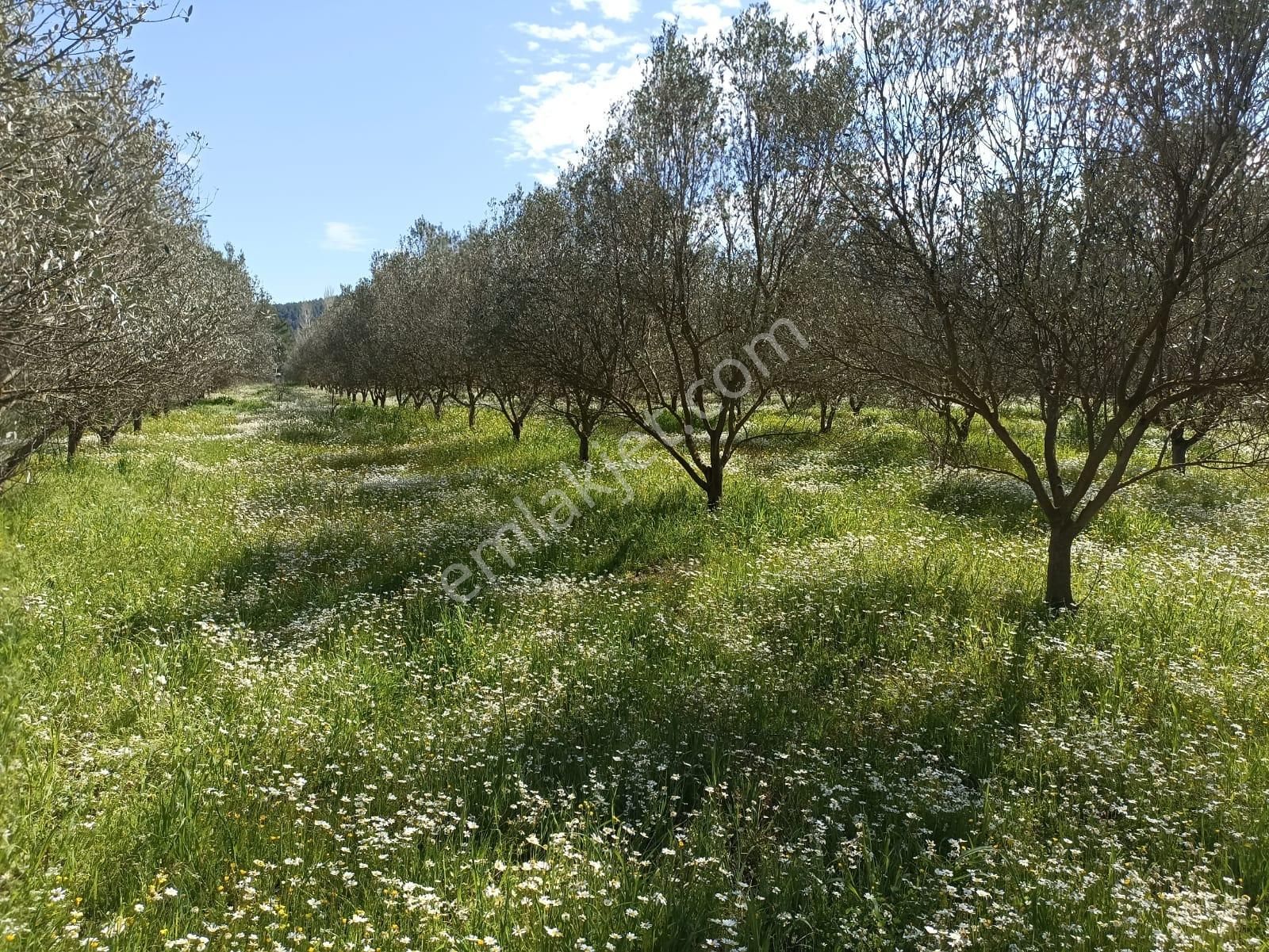 Bal Gayrimenkul- Çatalcada Yol Üzerinde Muhteşem 14 Dönüm Bahçe - Görsel 16