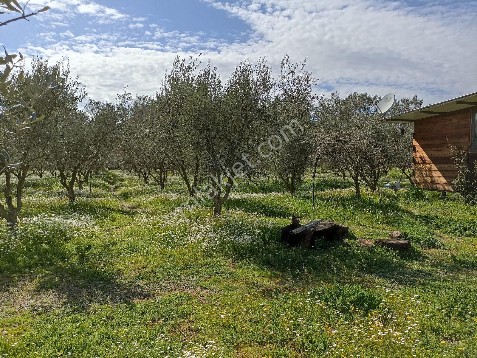 Bal Gayrimenkul- Çatalcada Yol Üzerinde Muhteşem 14 Dönüm Bahçe - Görsel 8