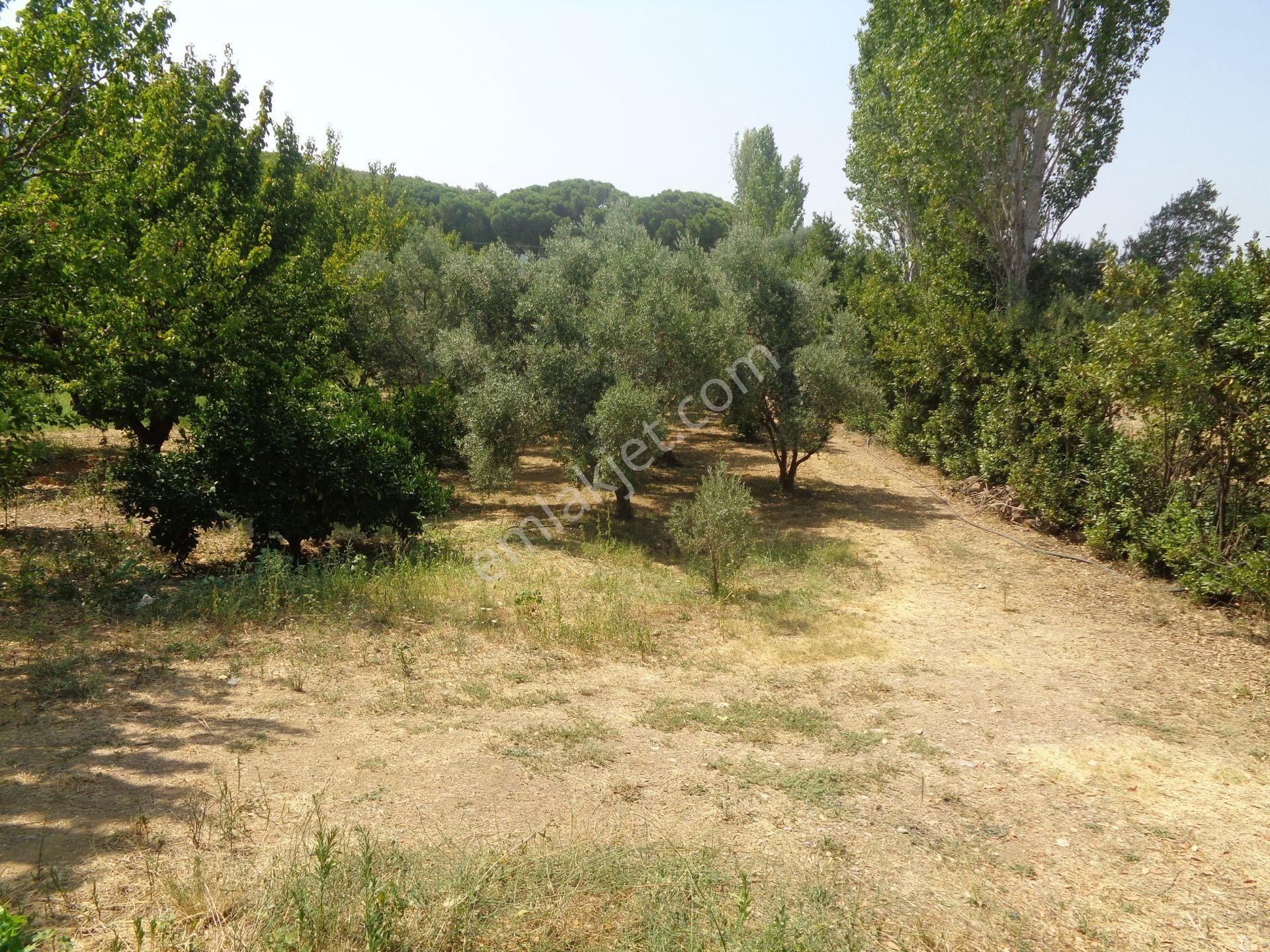 Bal Gayrimenkul-değirmenderede Resmi Kayıtlı 5+1 Villalı Bahçe - Görsel 6