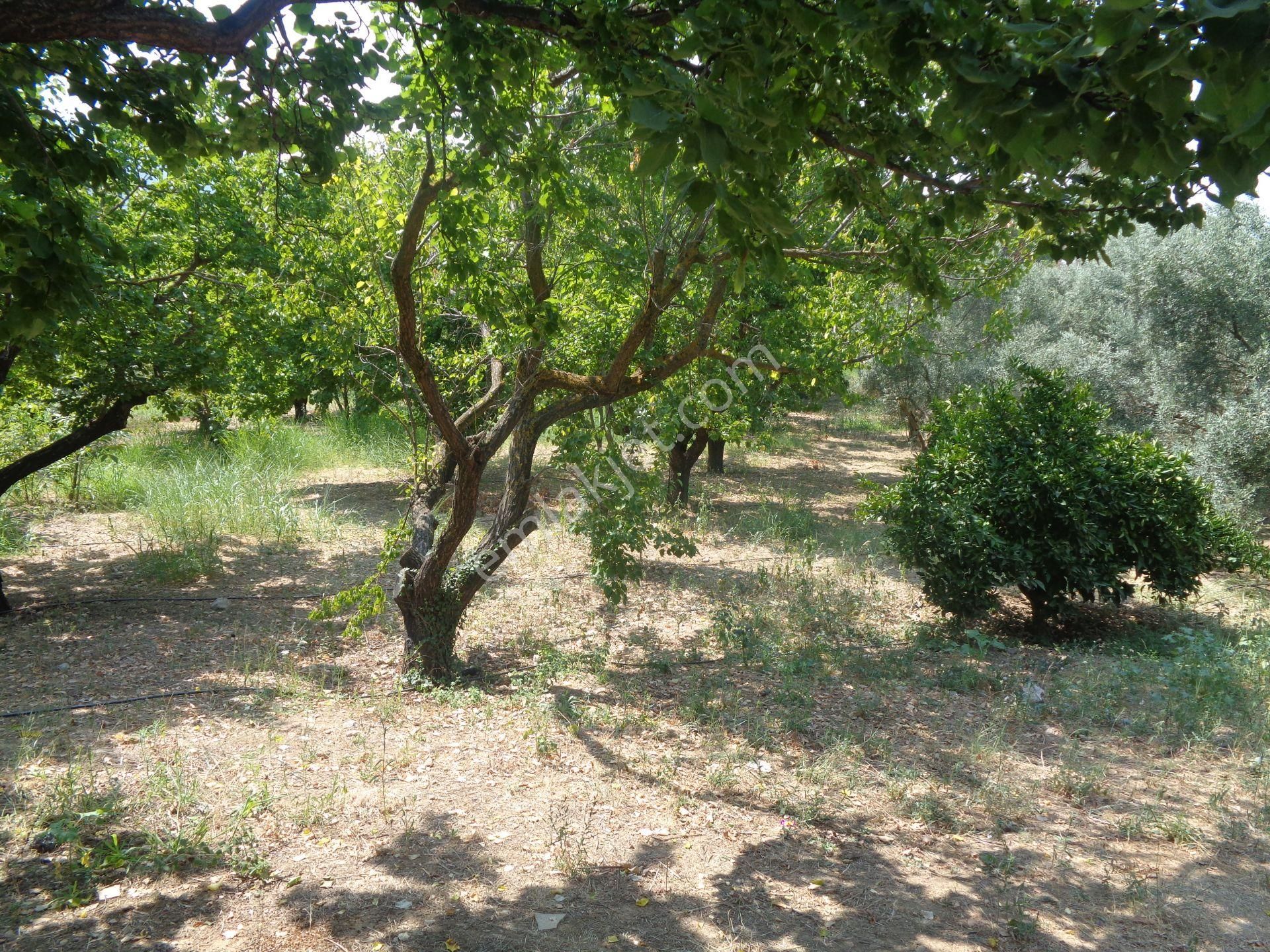 Bal Gayrimenkul-değirmenderede Resmi Kayıtlı 5+1 Villalı Bahçe - Görsel 2