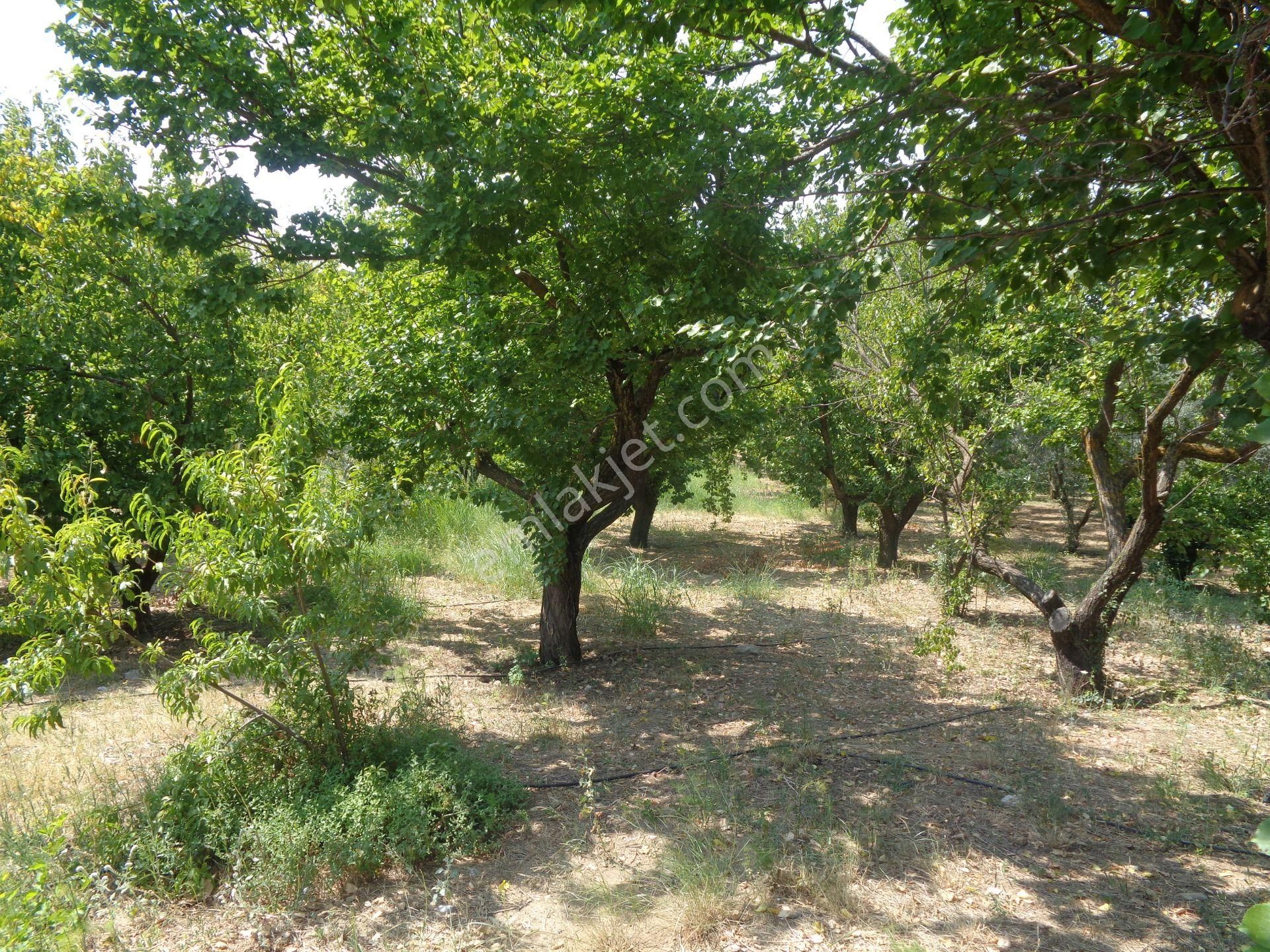 Bal Gayrimenkul-değirmenderede Resmi Kayıtlı 5+1 Villalı Bahçe - Görsel 4