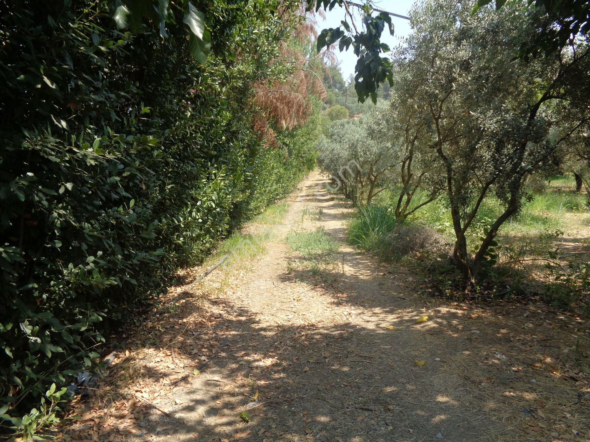 Bal Gayrimenkul-değirmenderede Resmi Kayıtlı 5+1 Villalı Bahçe