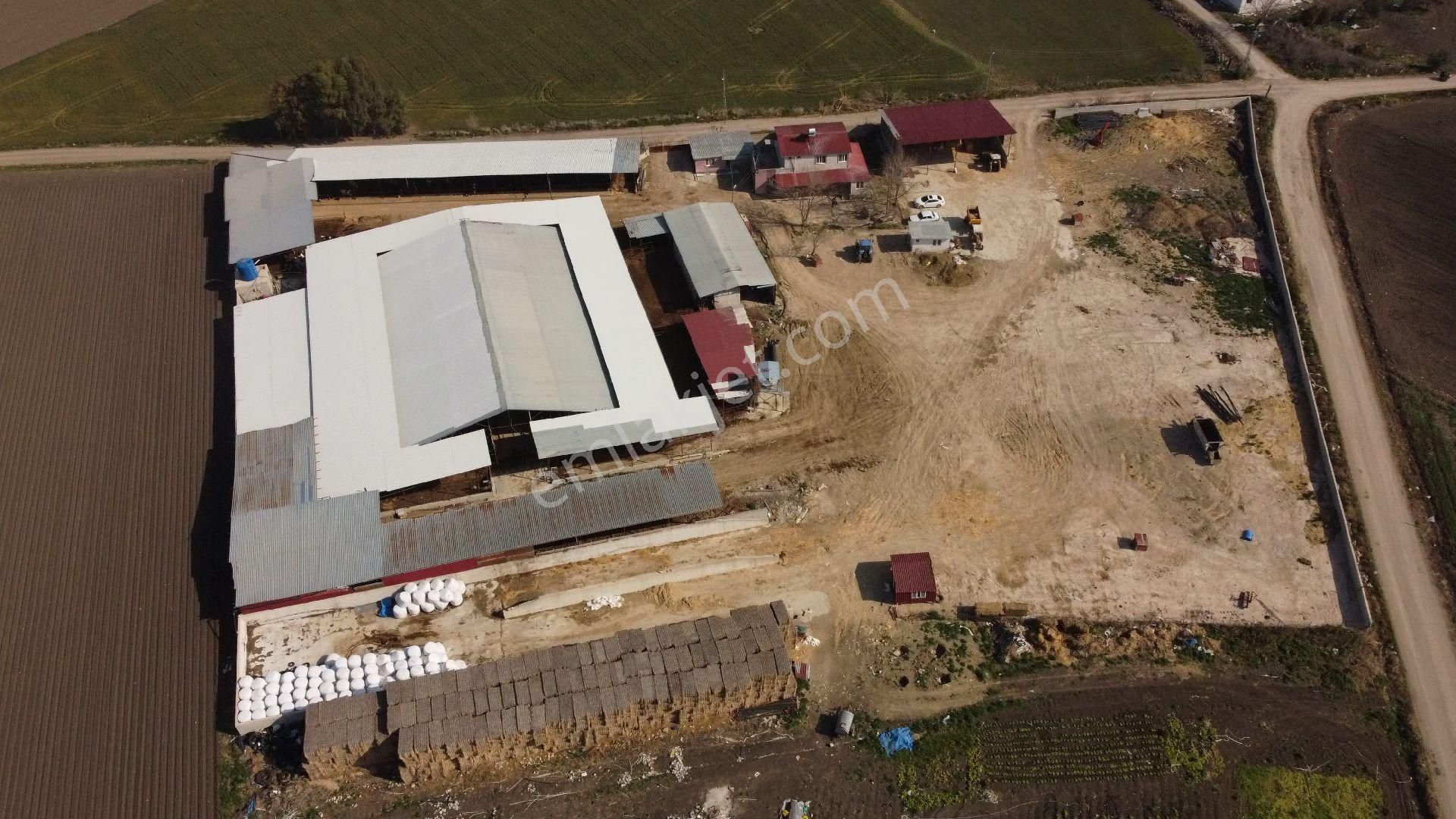 30 Dönüm Büyükbaş Hayvan Çiftliği Eksiksiz.