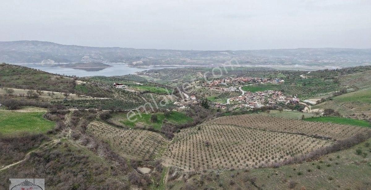 M&ş Gayrimenkulden Satılık Zeytinlik.