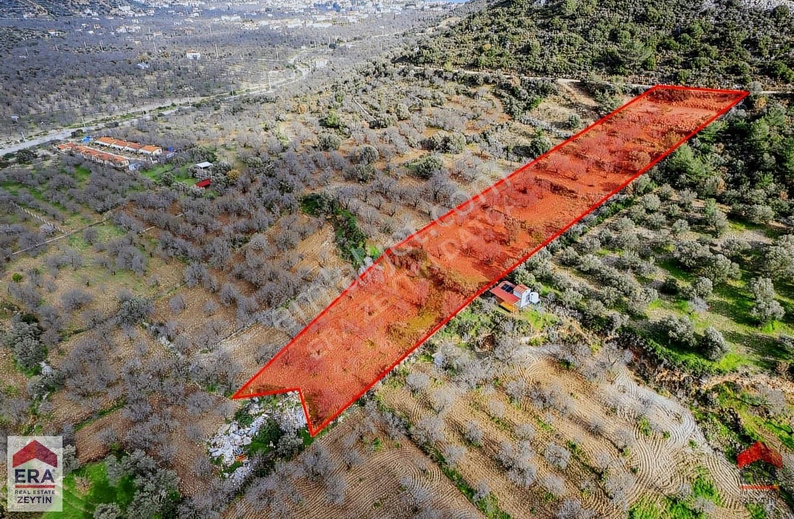 Datça Palamutbükü'nde 5197 M2 İmarlı Arsa Era Zeytin'den - Görsel 5