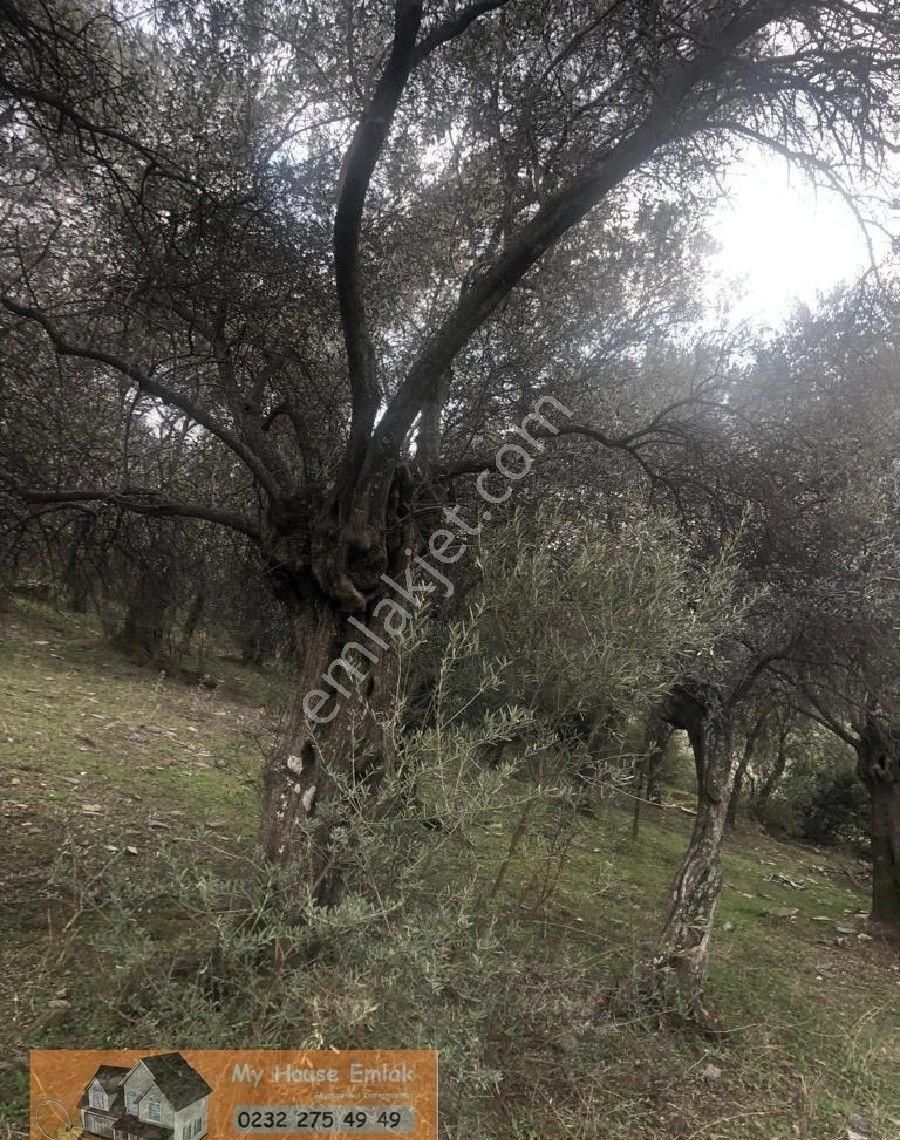 İzmir Bayındır Sarıyurt Mahallesinde 565 M2 Satılık Zeytinlik - Görsel 8