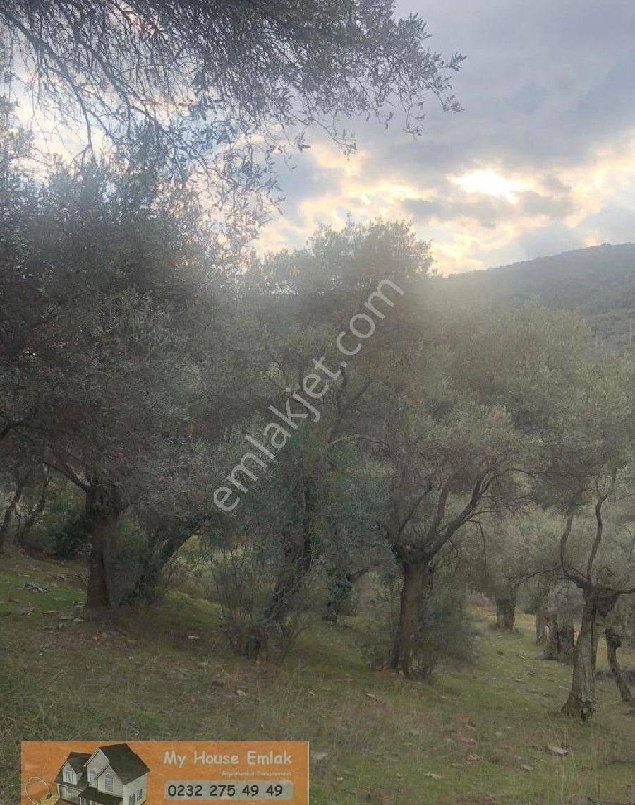 İzmir Bayındır Sarıyurt Mahallesinde 565 M2 Satılık Zeytinlik - Görsel 12