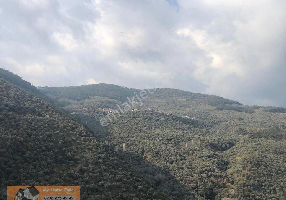 İzmir Bayındır Sarıyurt Mahallesinde 565 M2 Satılık Zeytinlik - Görsel 4