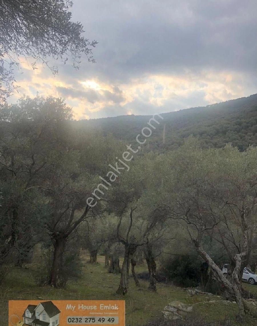 İzmir Bayındır Sarıyurt Mahallesinde 565 M2 Satılık Zeytinlik - Görsel 11