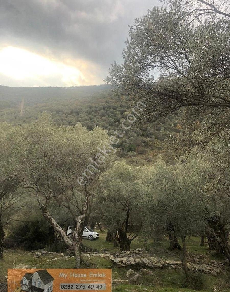 İzmir Bayındır Sarıyurt Mahallesinde 565 M2 Satılık Zeytinlik - Görsel 5