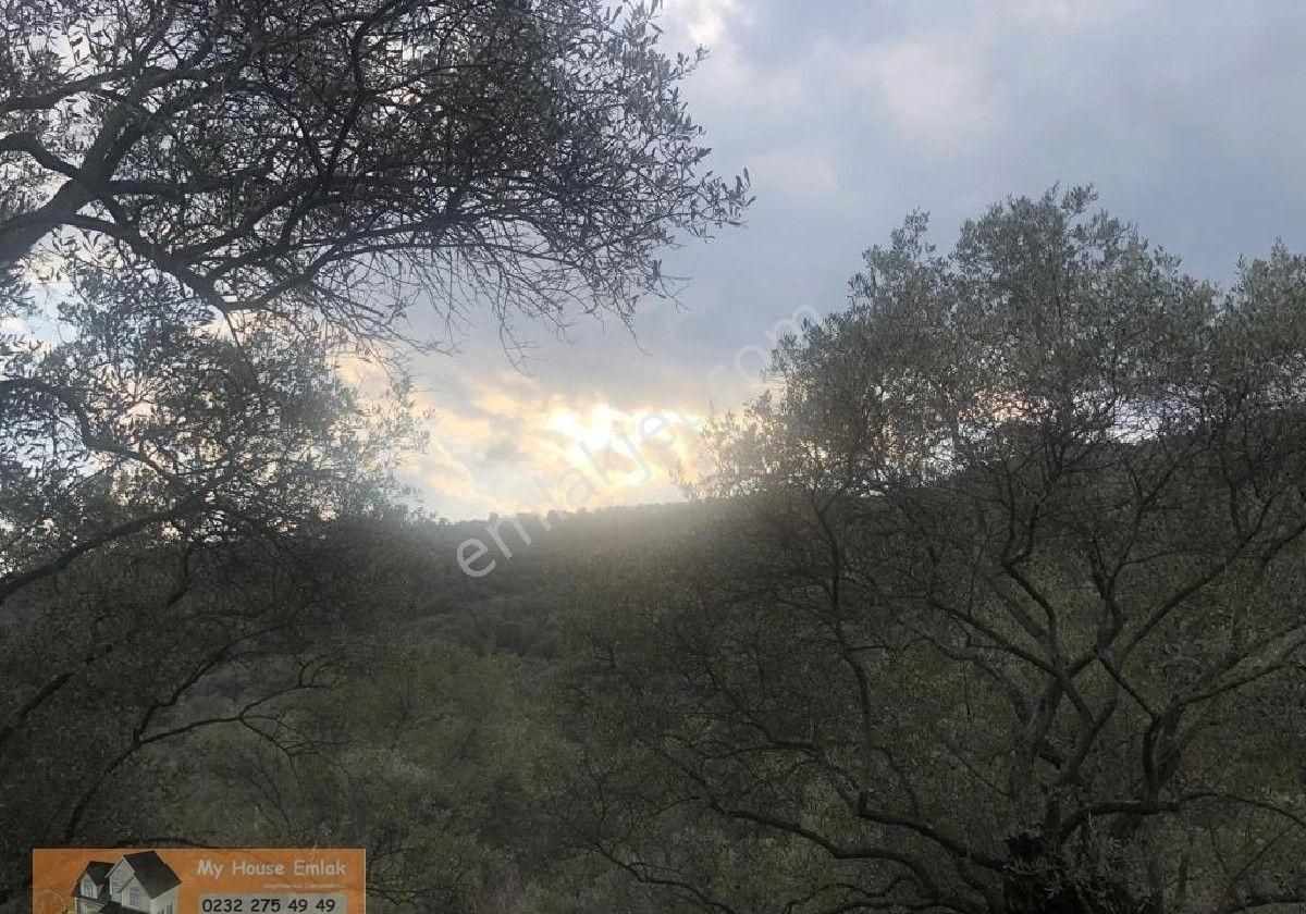 İzmir Bayındır Sarıyurt Mahallesinde 565 M2 Satılık Zeytinlik - Görsel 10