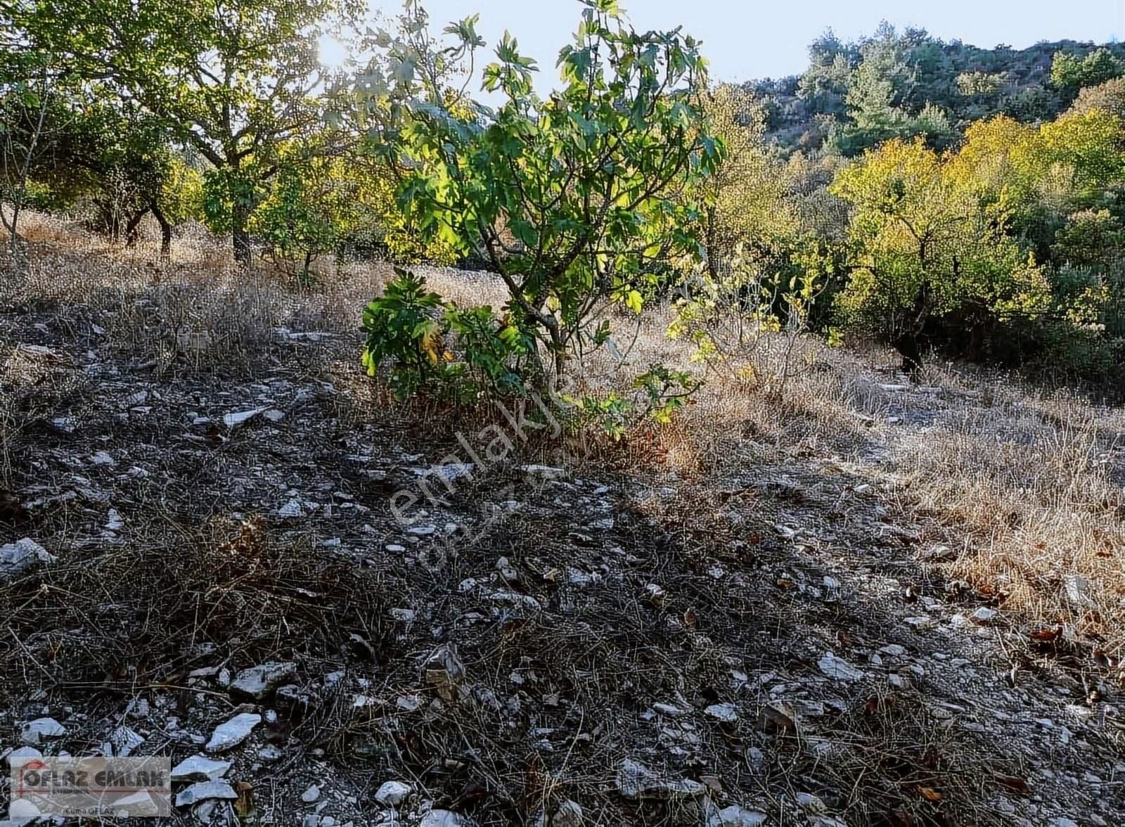 Yayladağı Kışlakta 2 Dönüm Verimli Meyve Bahçesi