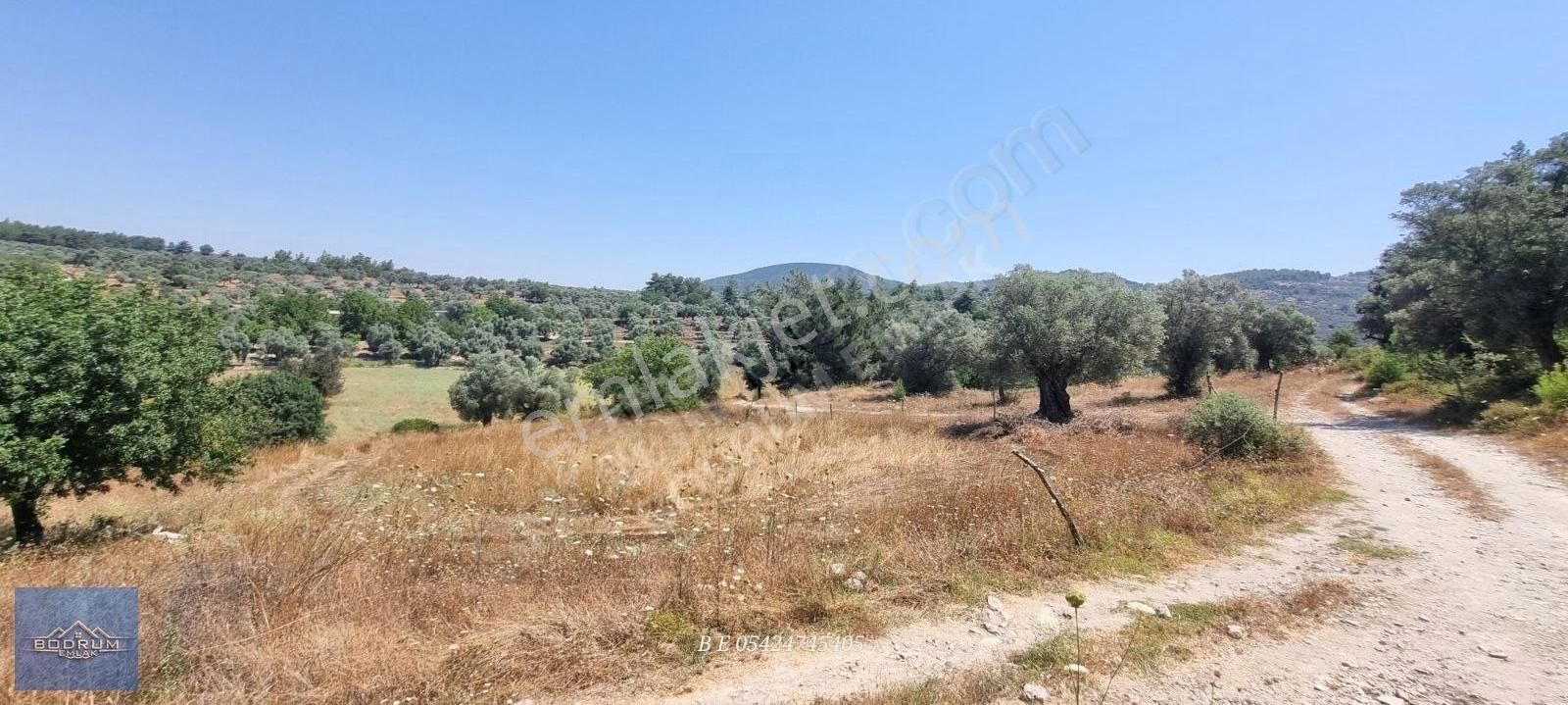 Milas Kuzyaka Köye Çok Yakın 3.500m2 Tarla