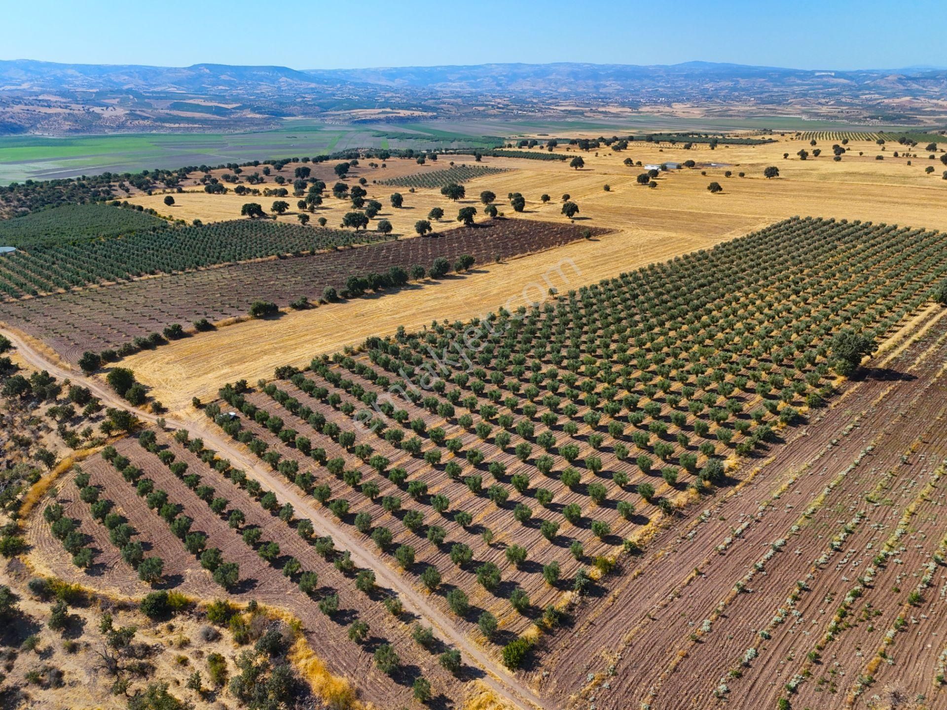 Salihli'de Satılık Baraj Manzaralı 16270 M2 Zeytinlik (video) - Görsel 4
