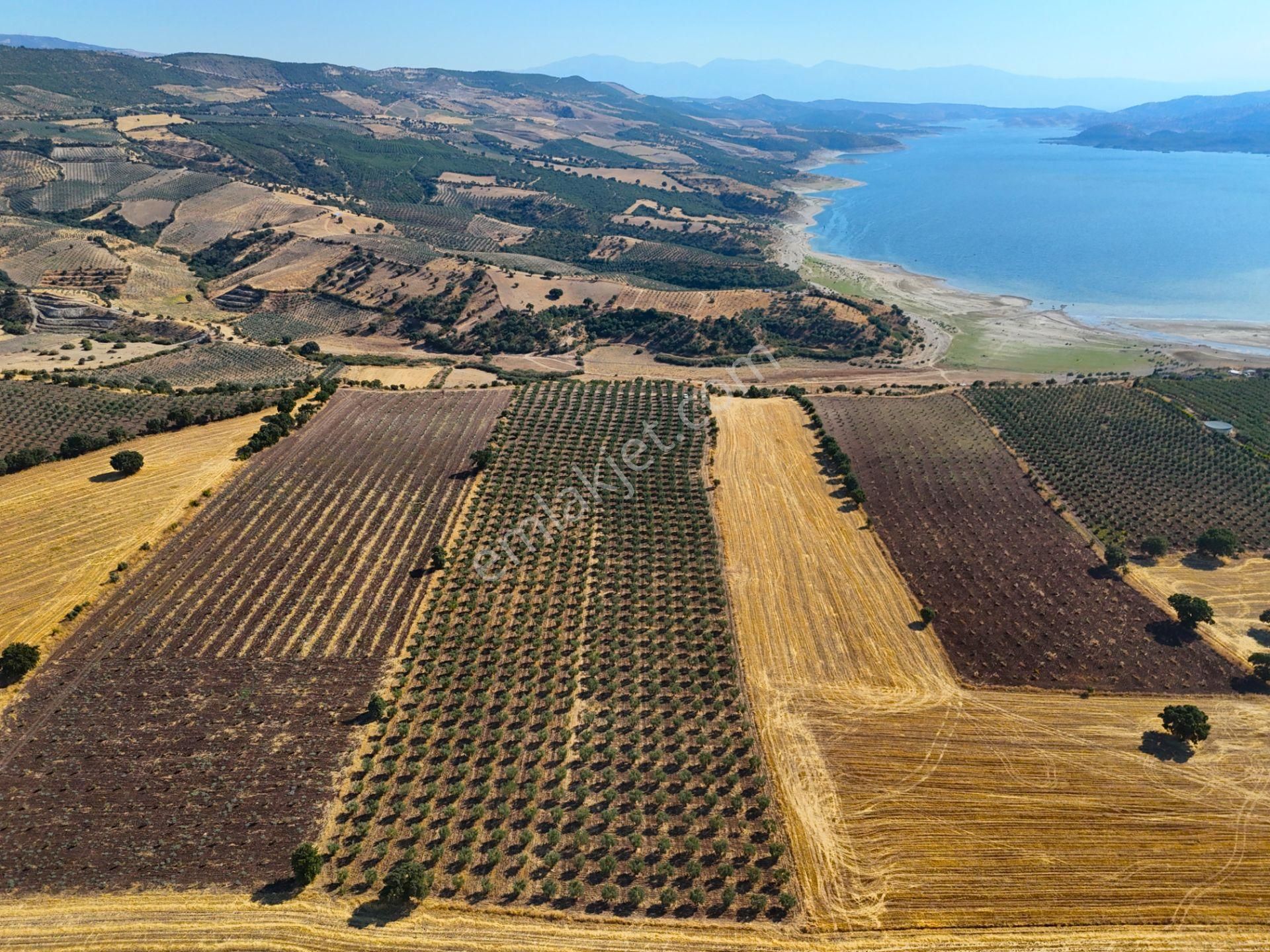 Salihli'de Satılık Baraj Manzaralı 16270 M2 Zeytinlik (video) - Görsel 9