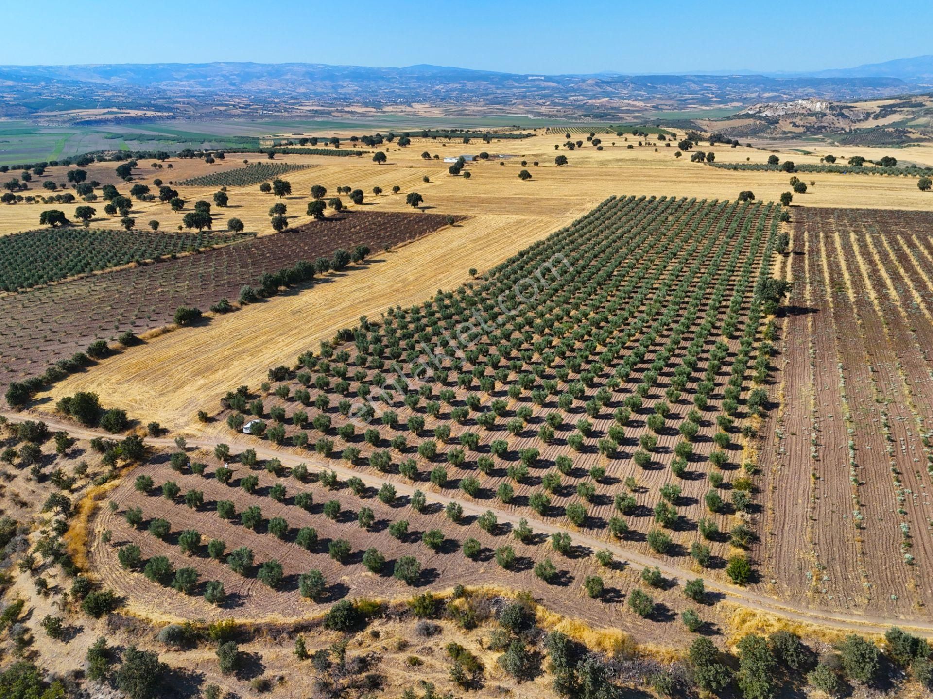 Salihli'de Satılık Baraj Manzaralı 16270 M2 Zeytinlik (video) - Görsel 3