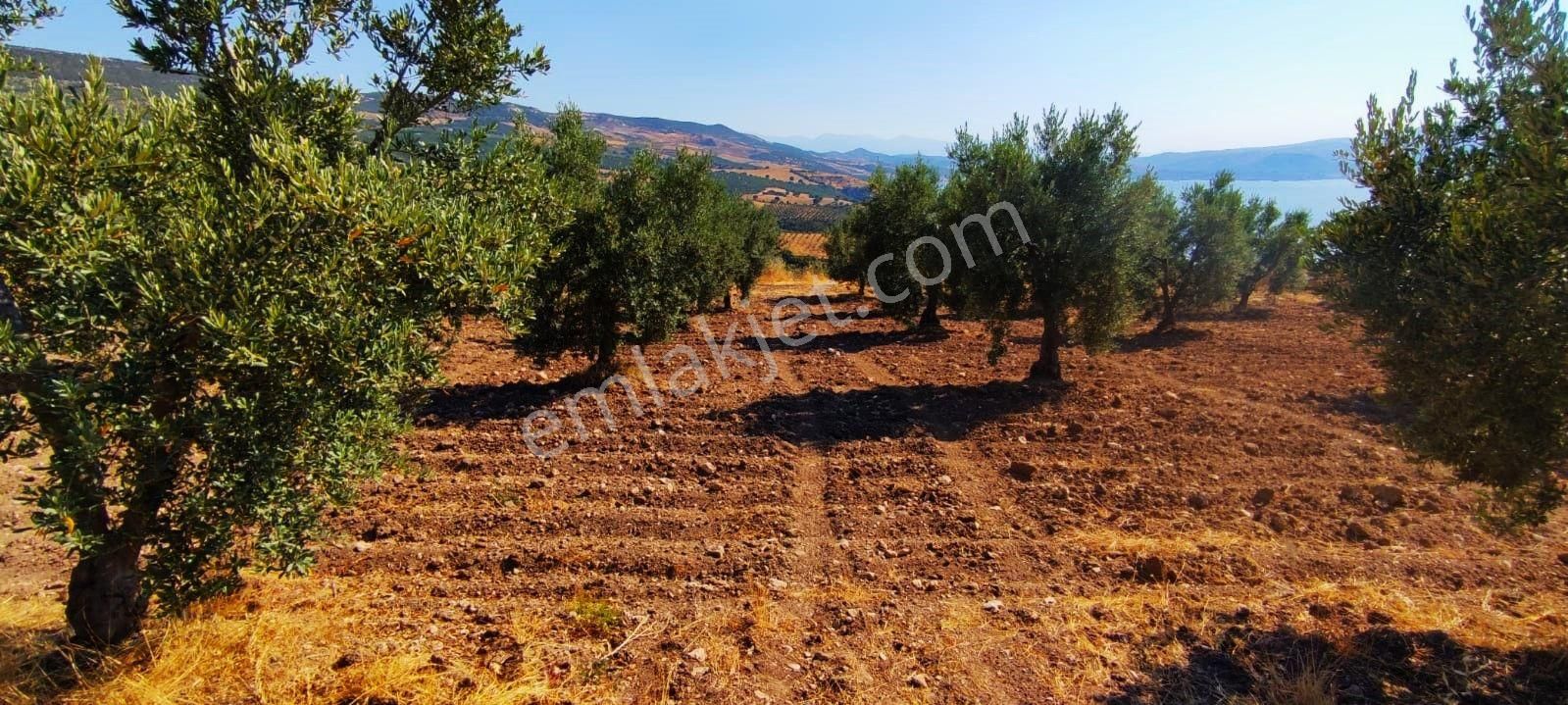 Salihli'de Satılık Baraj Manzaralı 16270 M2 Zeytinlik (video) - Görsel 34