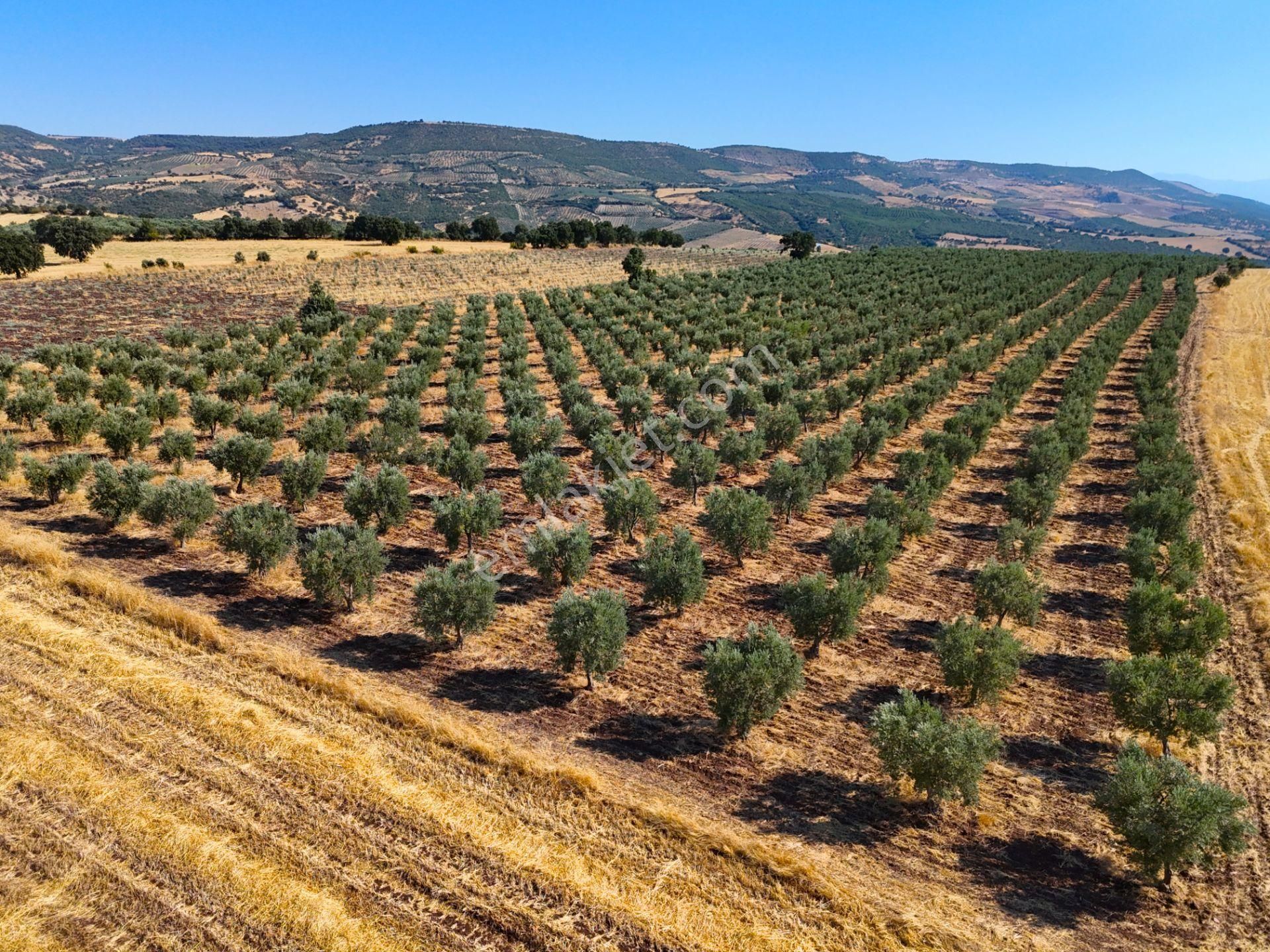 Salihli'de Satılık Baraj Manzaralı 16270 M2 Zeytinlik (video) - Görsel 17