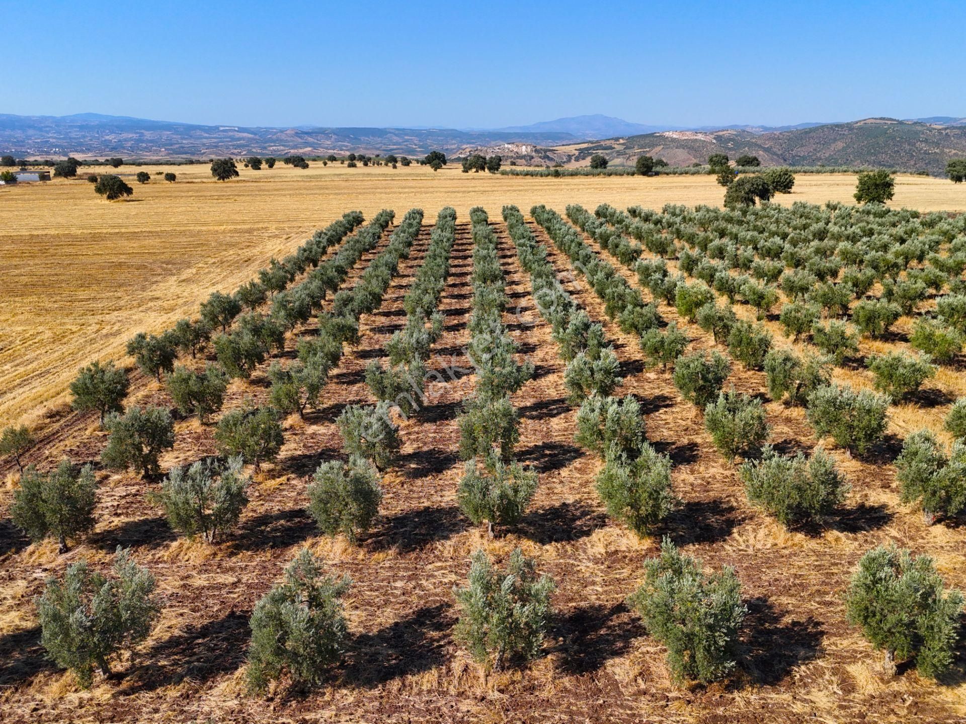 Salihli'de Satılık Baraj Manzaralı 16270 M2 Zeytinlik (video) - Görsel 28