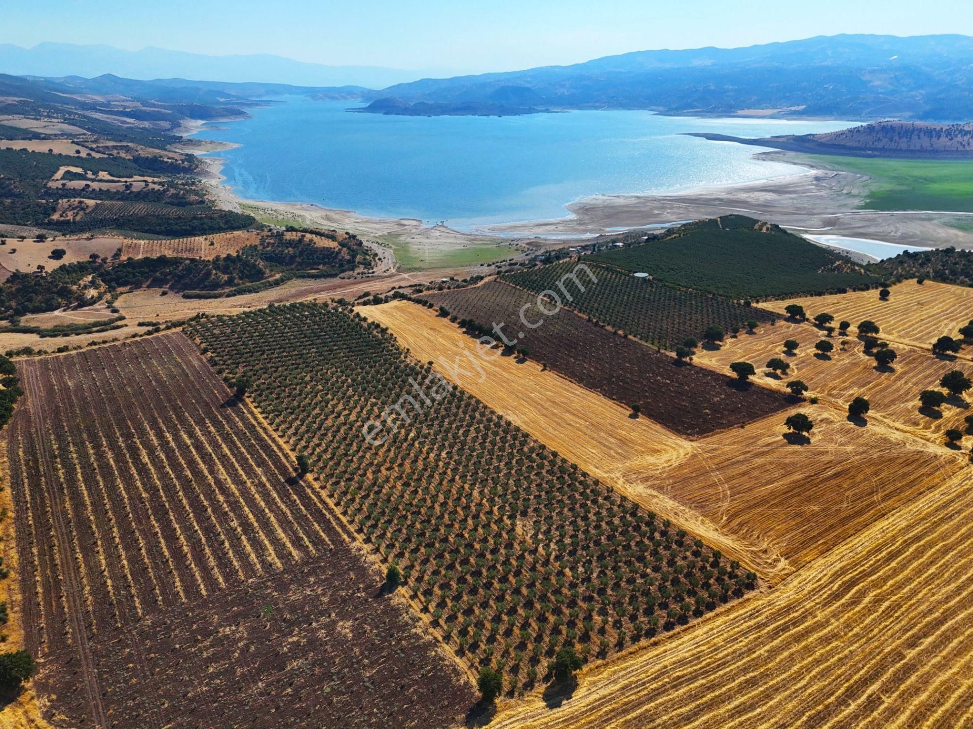 Salihli'de Satılık Baraj Manzaralı 16270 M2 Zeytinlik (video) - Görsel 8